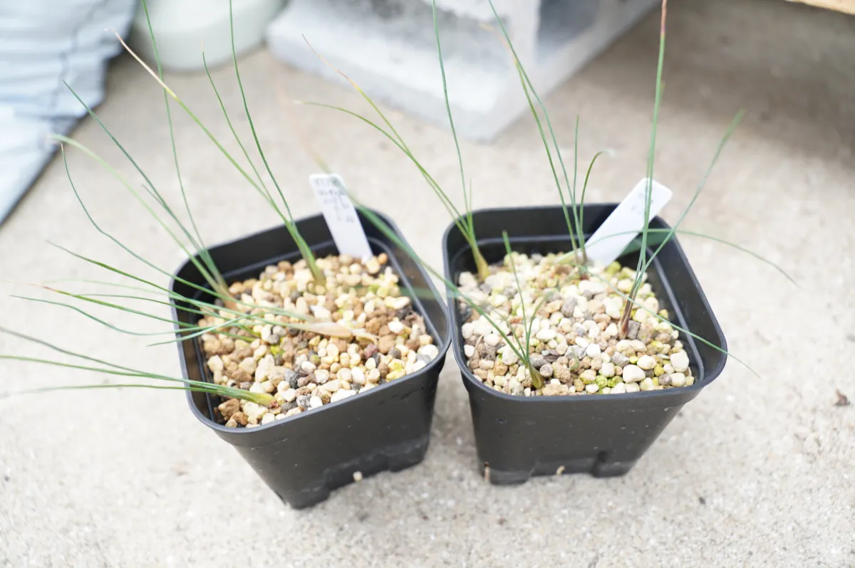 Dasylirion longissimum var. longissimum (ダシリリオン ロンギシマム)