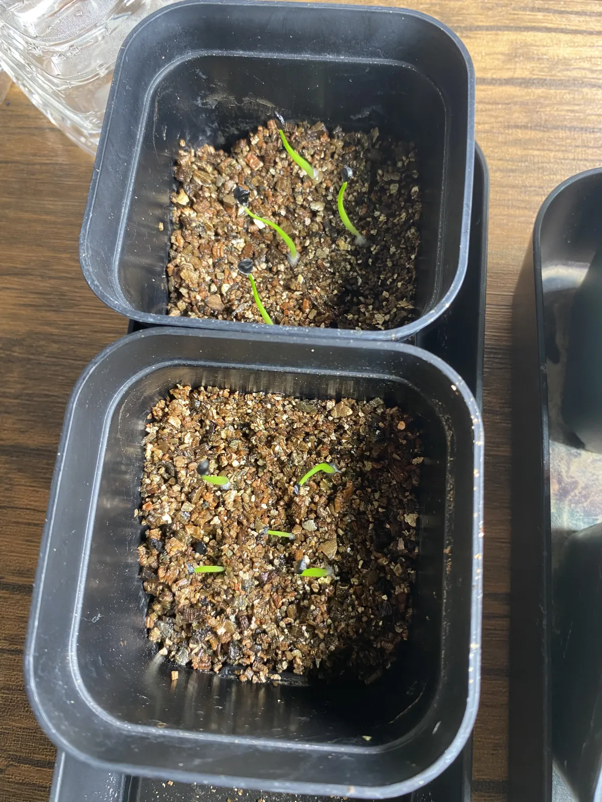 Agave utahensis var. eborispina 'Corkscrew' (アガベ ユタエンシスコークスクリュー)