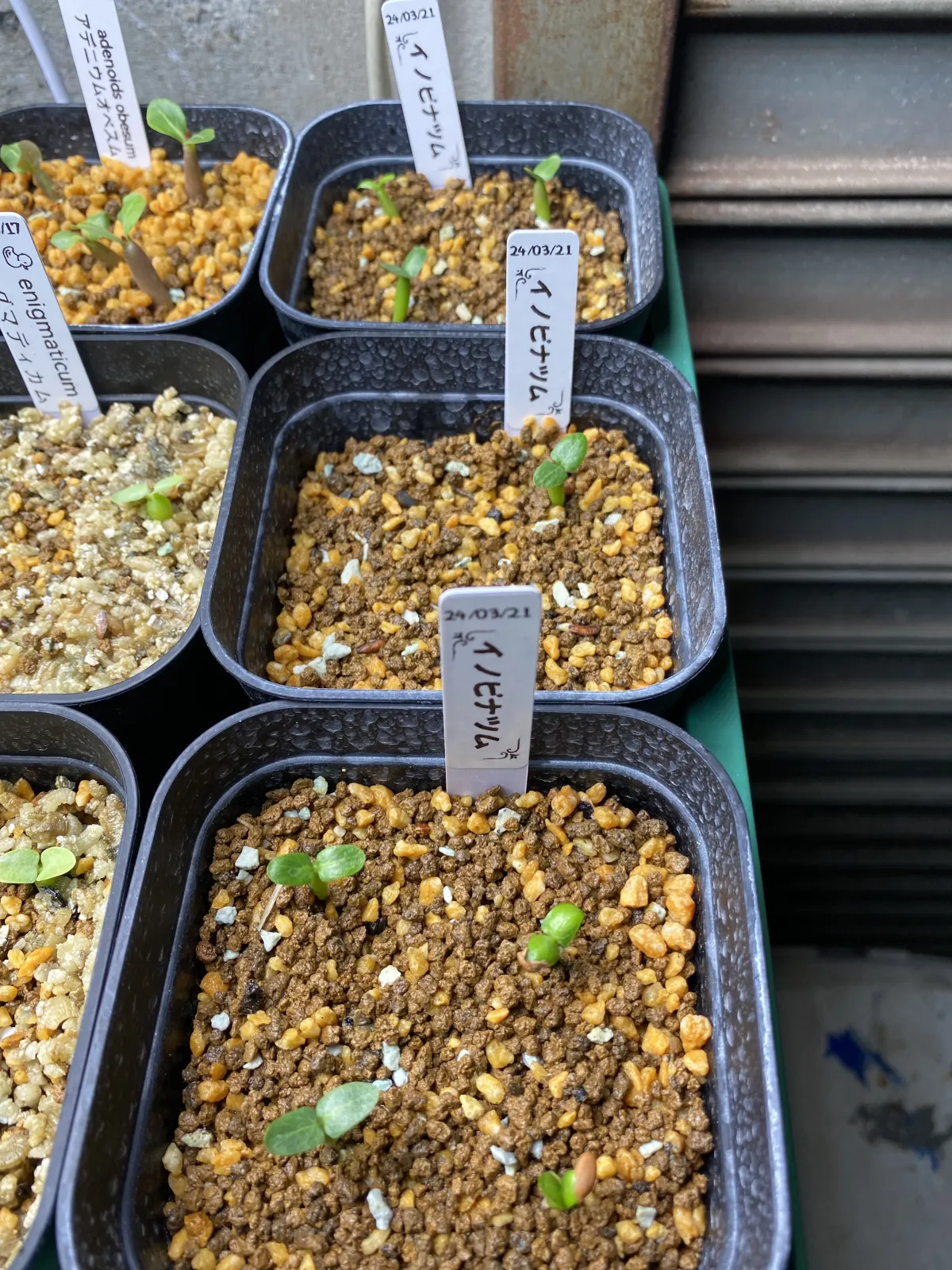 Pachypodium rosulatum var. inopinatum (パキポディウム イノピナツム)