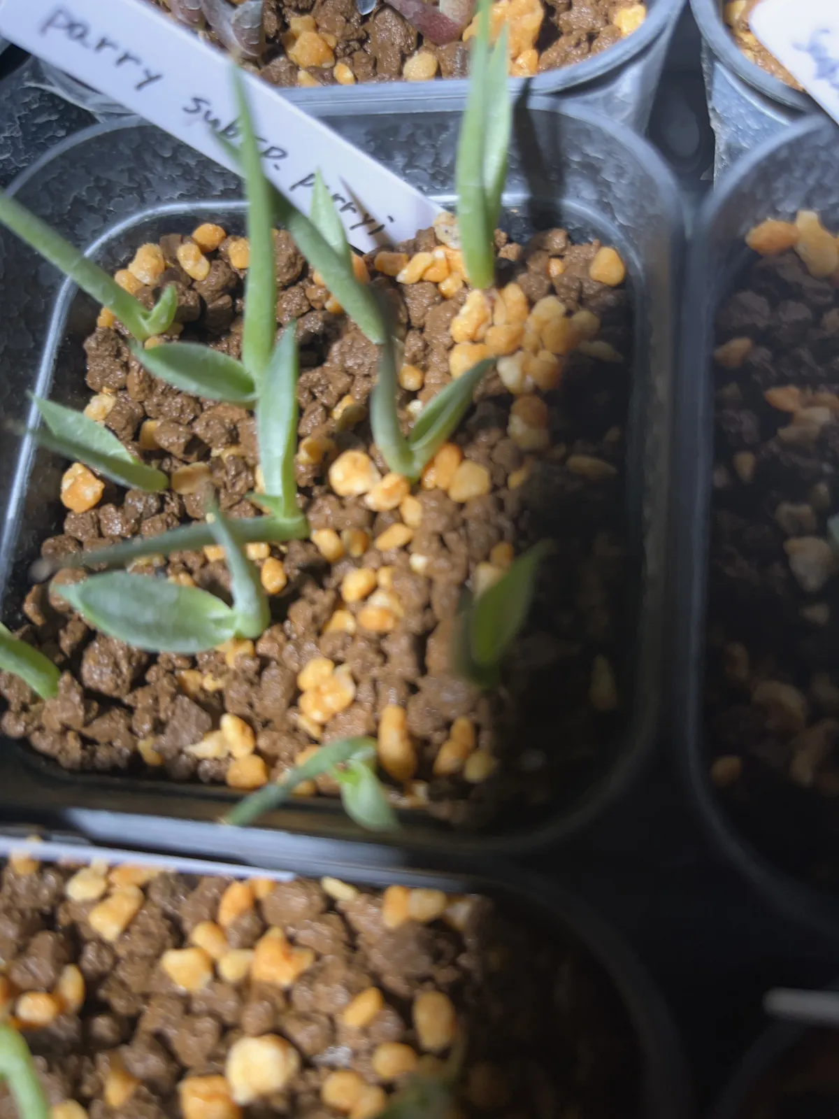 Agave parryi subsp. parryi (アガベ パリー)