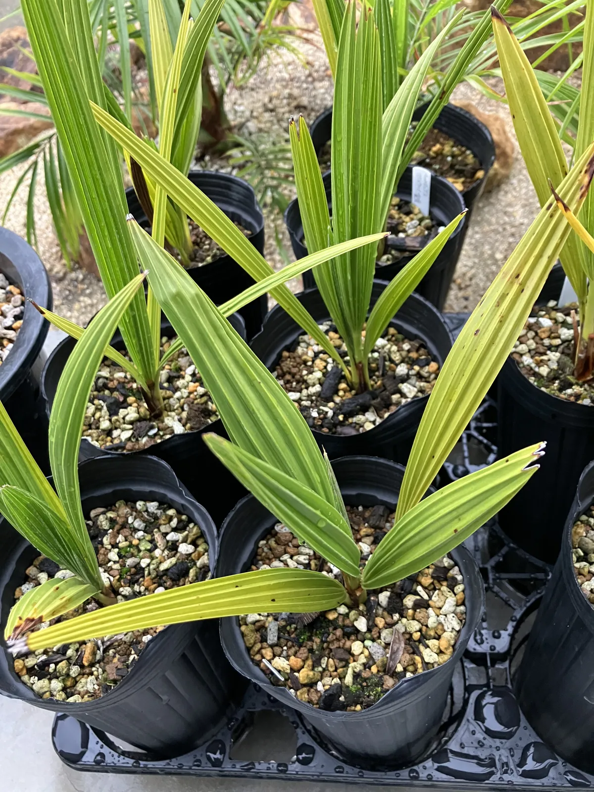 Chamaerops humilis 'Volcano' (チャメロプス ボルケーノ)