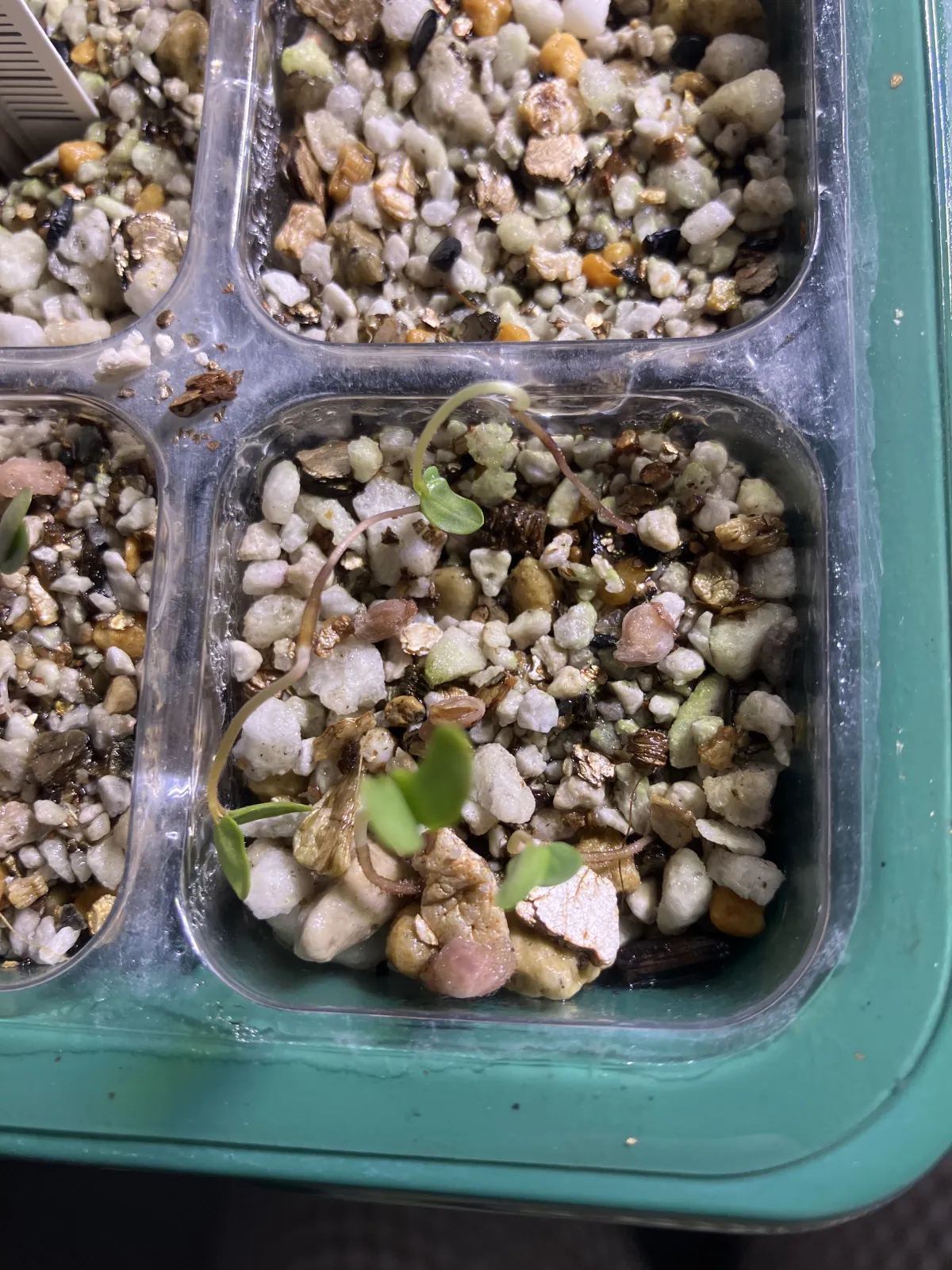 Pachycormus discolor (パキコルムス ディスカラー)