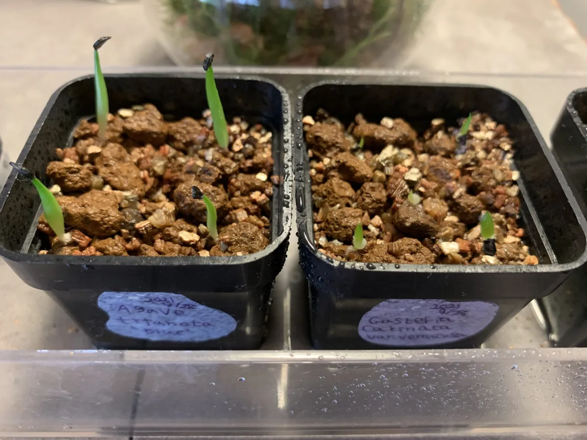 Agave titanota 'Blue' (アガベ チタノタブルー)