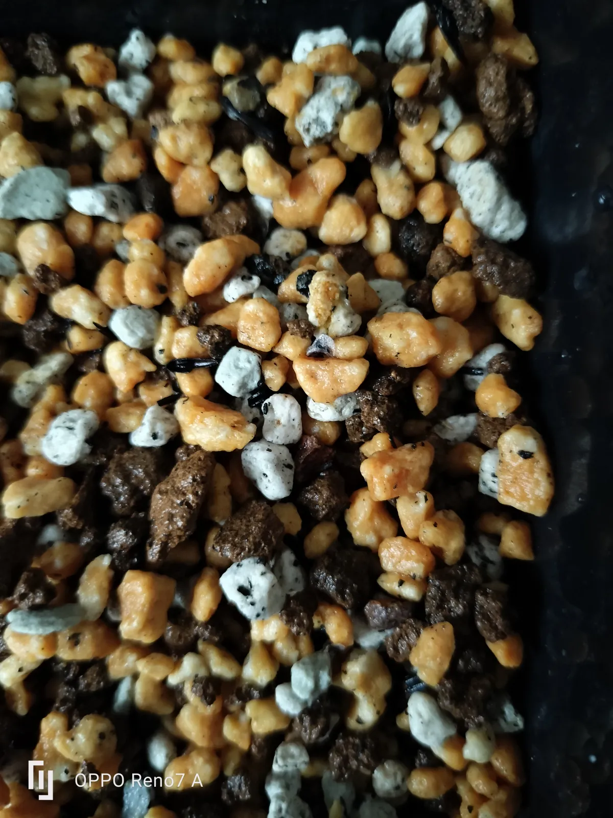 Aloe vogtsii (アロエ ボグツイー)