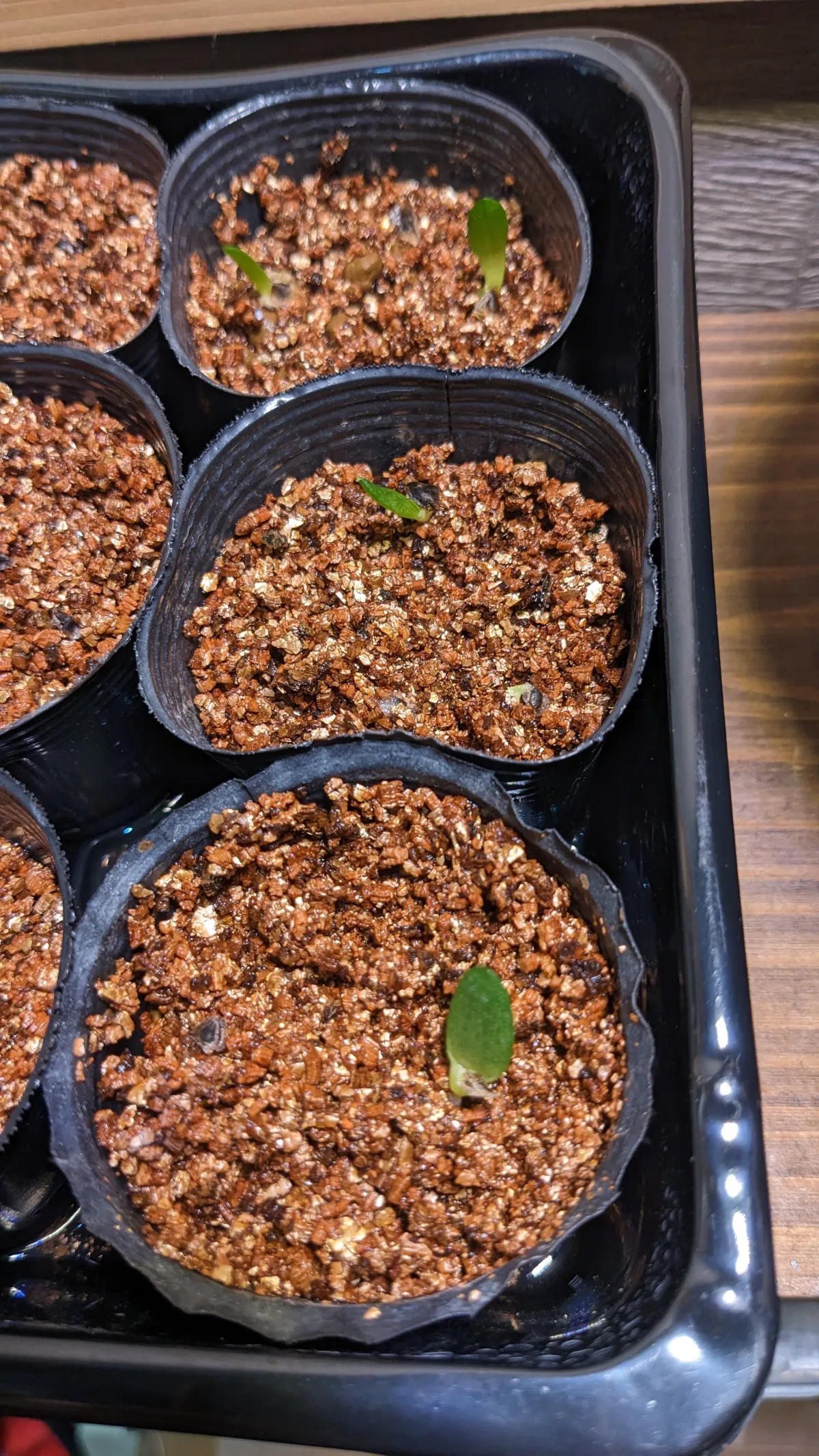 Aloe marlothii subsp. marlothii (アロエ マルロシー)