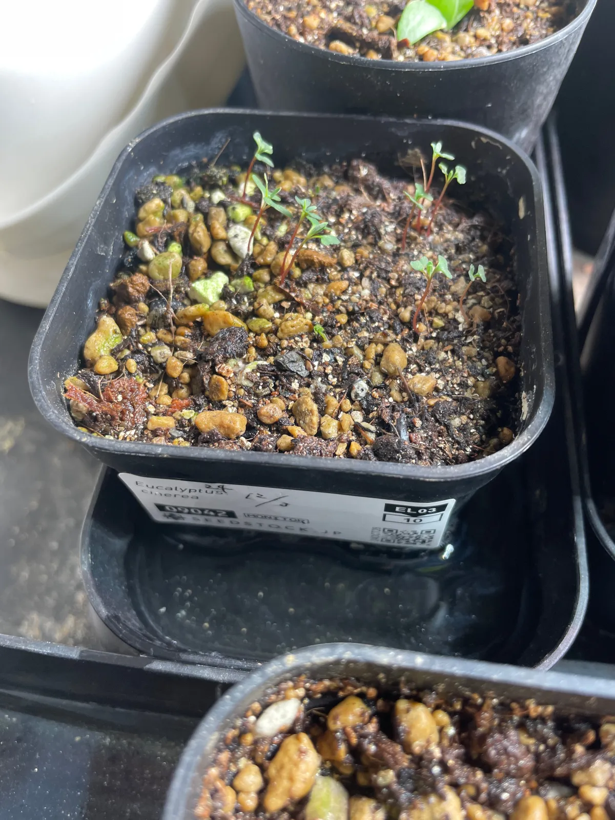 Eucalyptus cinerea (ユーカリ シネレア)