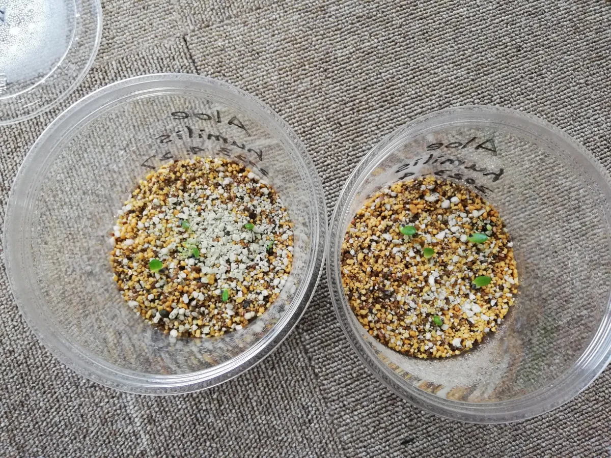 Aloe humilis (アロエ フミリス)