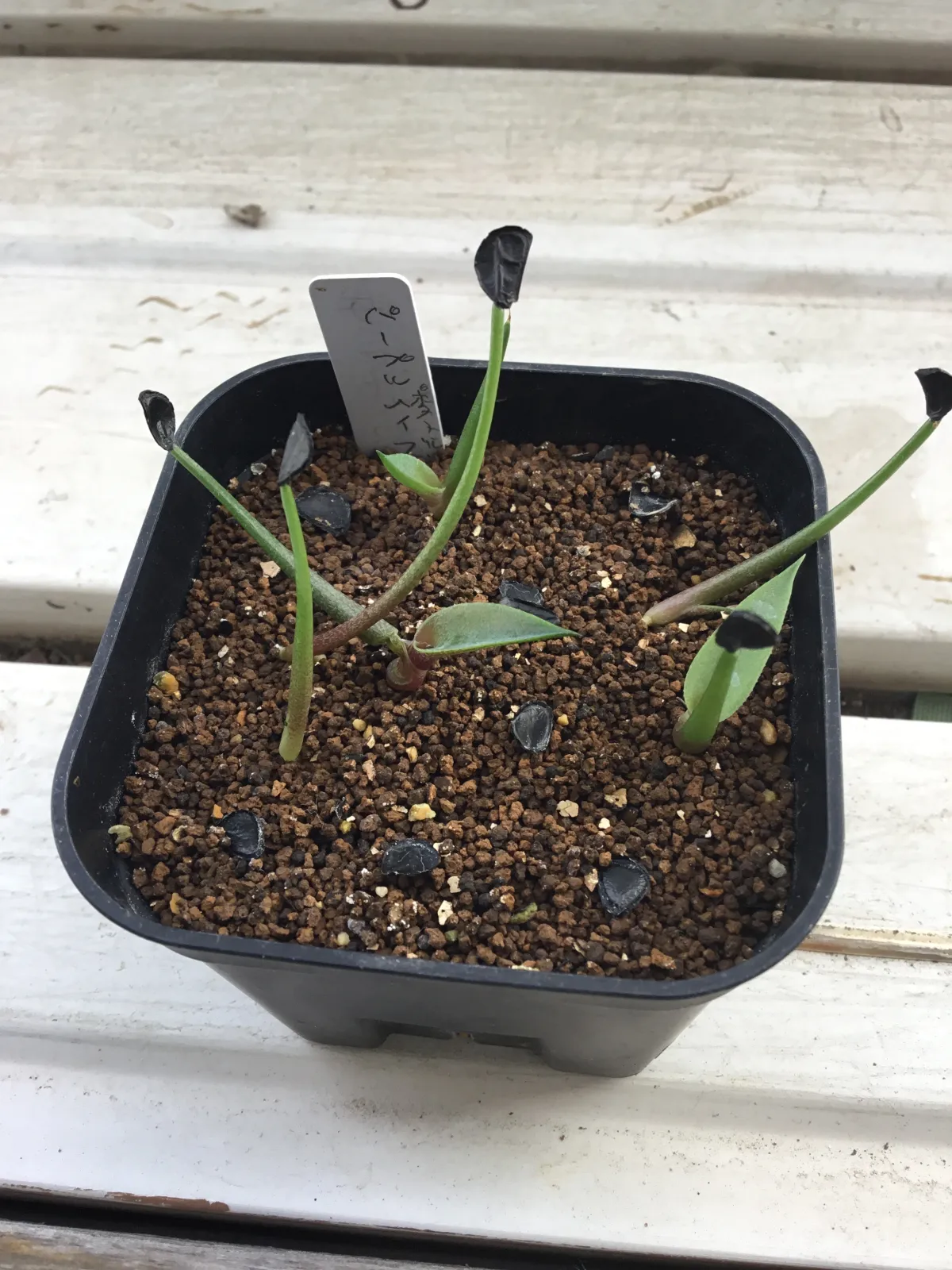 Agave potatorum Purple Haze (アガベ パープルヘイズ)