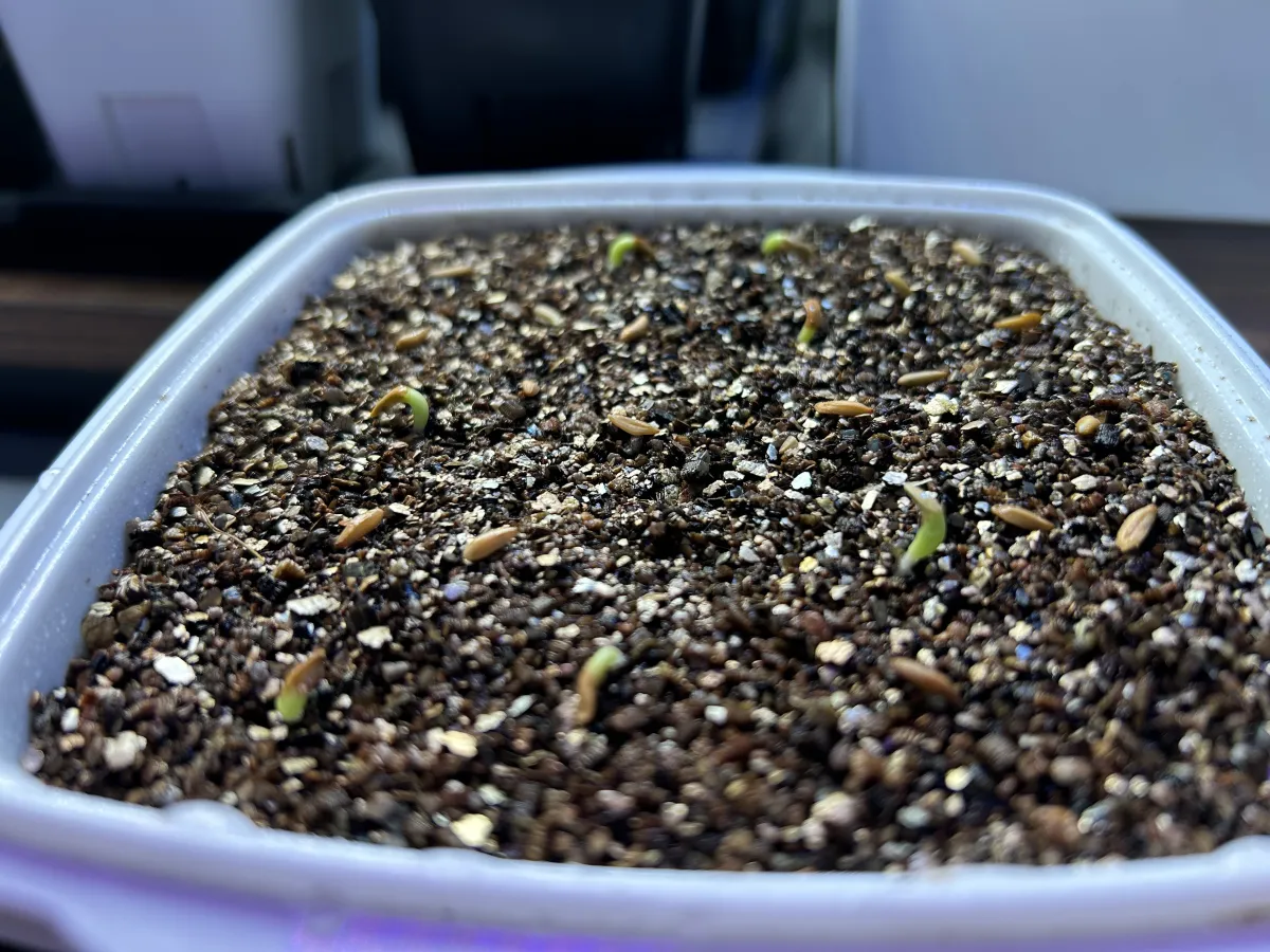 Pachypodium rosulatum subsp. makayense (パキポディウム マカイエンセ)