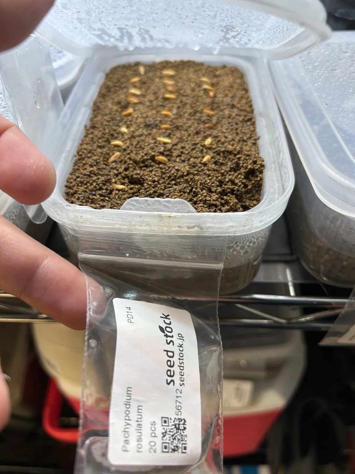 Pachypodium rosulatum (パキポディウム ロスラーツム)