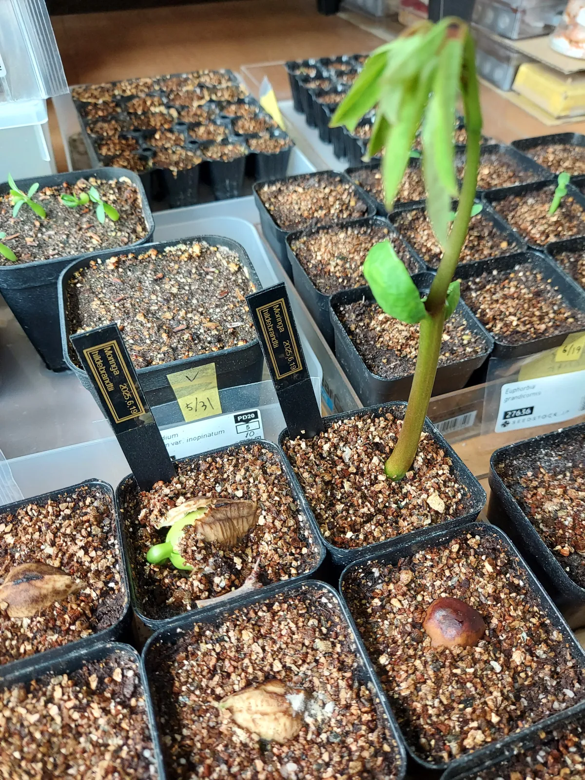 Moringa hildebrandtii (モリンガ ヒルデブランドティ)