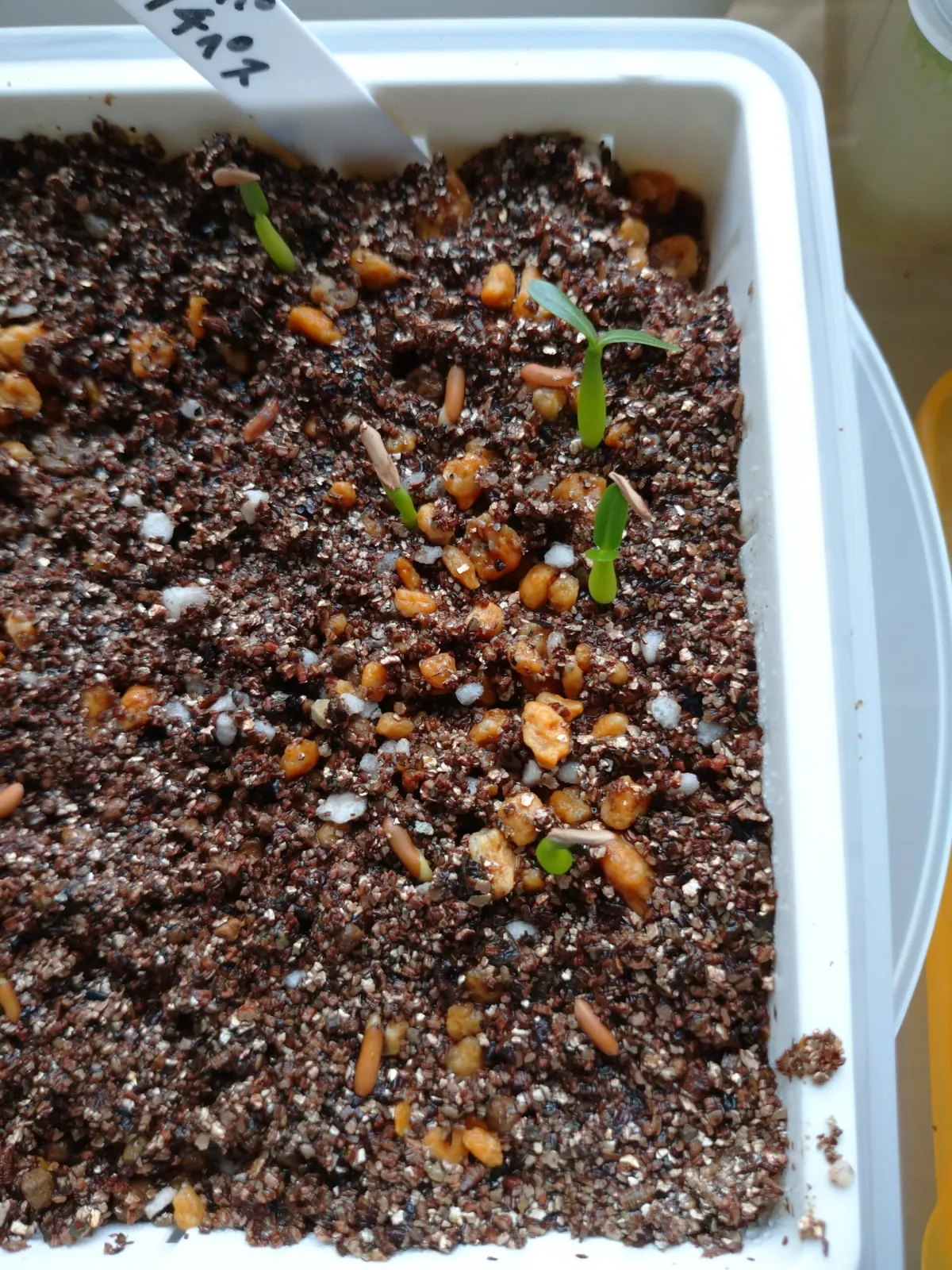 Pachypodium rosulatum ssp. cactipes (パキポディウム カクチペス)