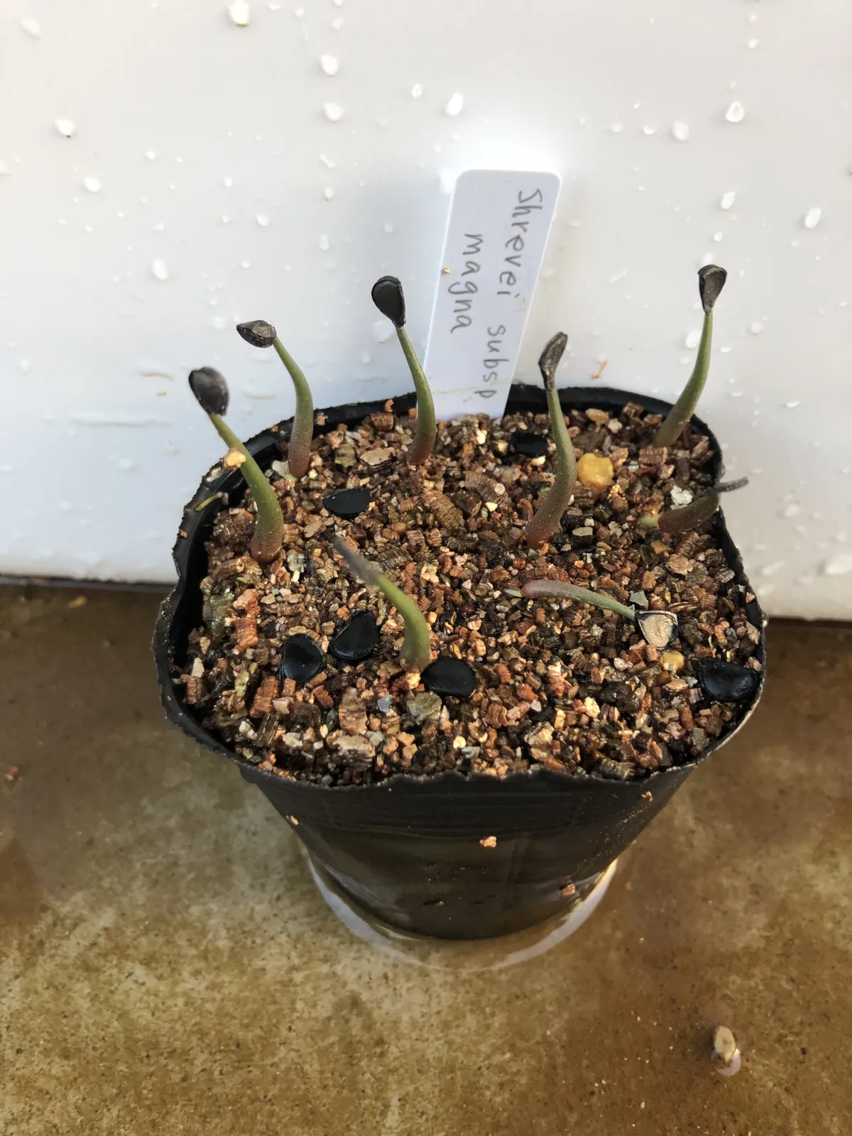 Agave shrevei ssp. magna (アガベ シュリベイマグナ)