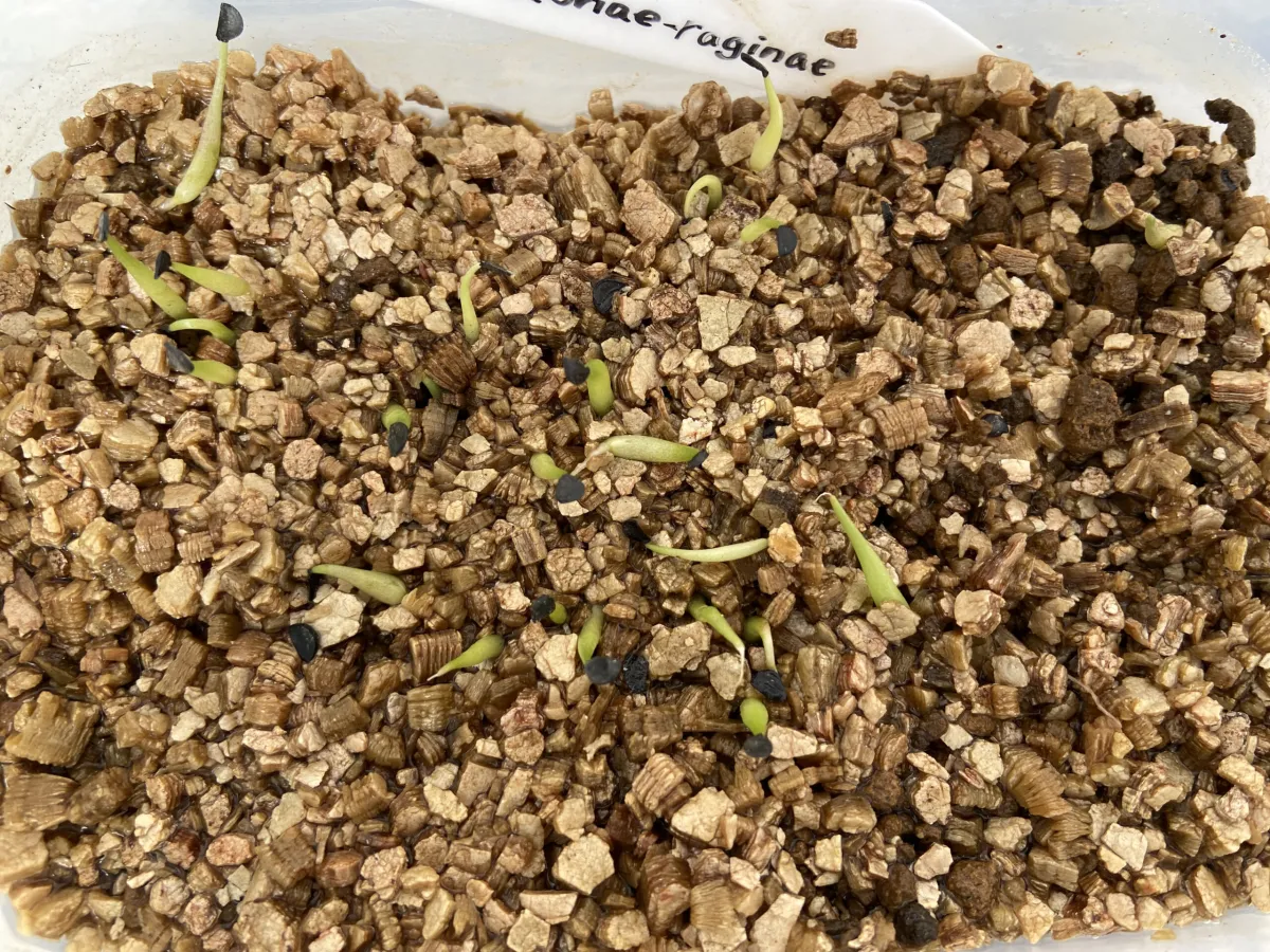 Agave victoriae-reginae (アガベ ビクトリアレジーナエ 笹の雪)