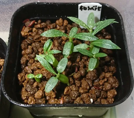 Pachypodium horombense (パキポディウム ホロンベンセ)