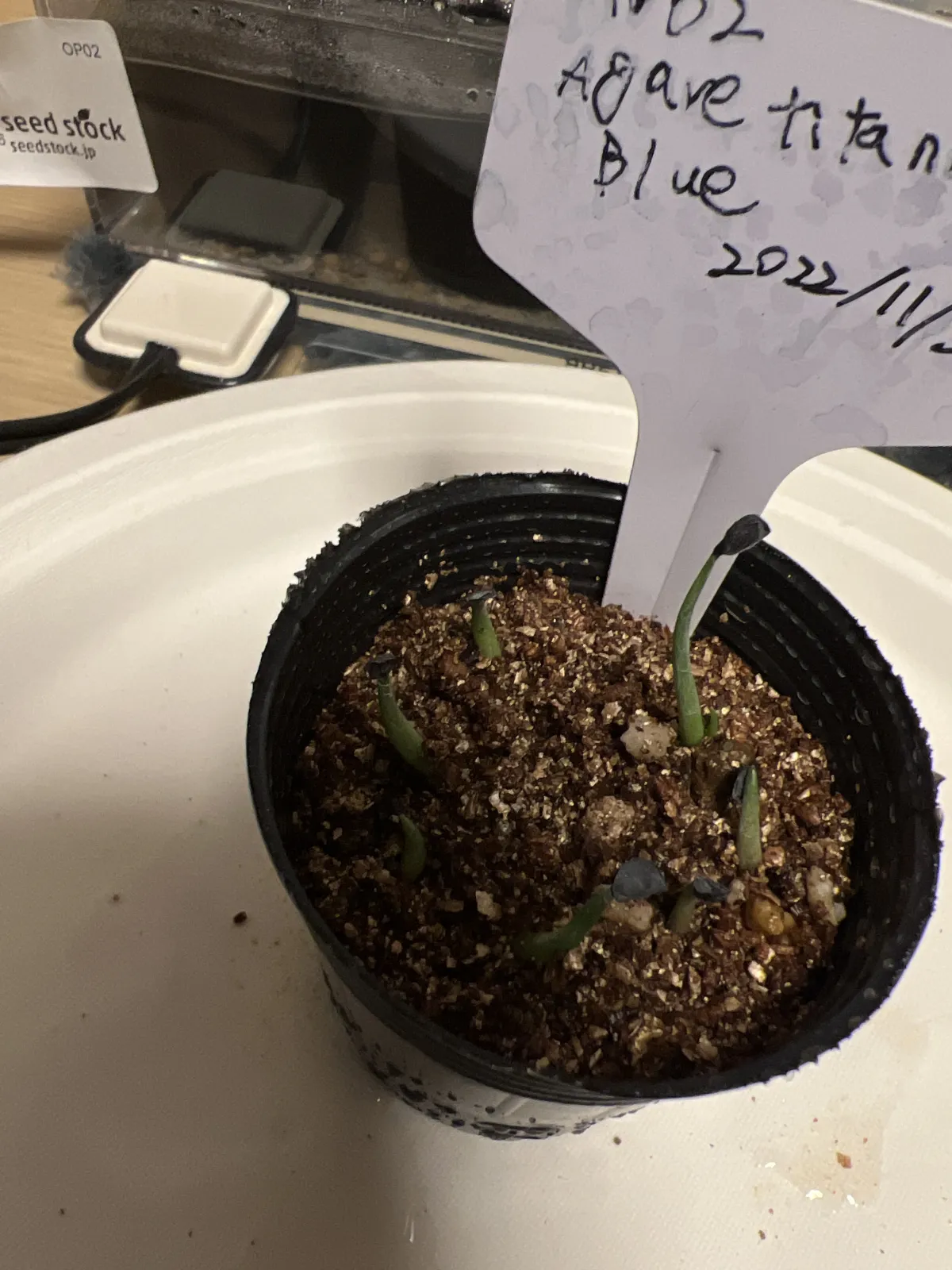 Agave titanota 'Blue' (アガベ チタノタブルー)