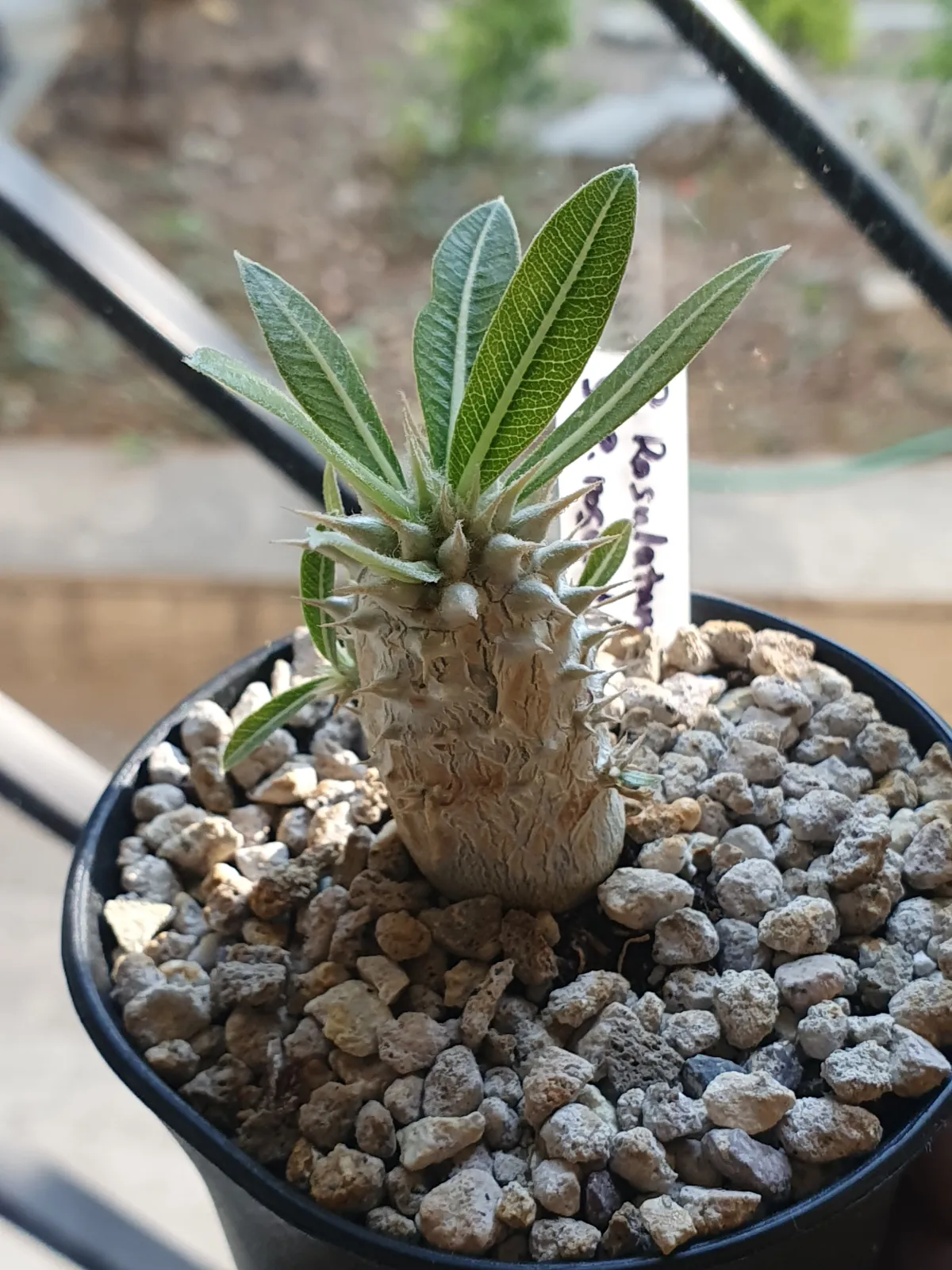Pachypodium rosulatum ssp. rosulatum (パキポディウム ロスラーツム)