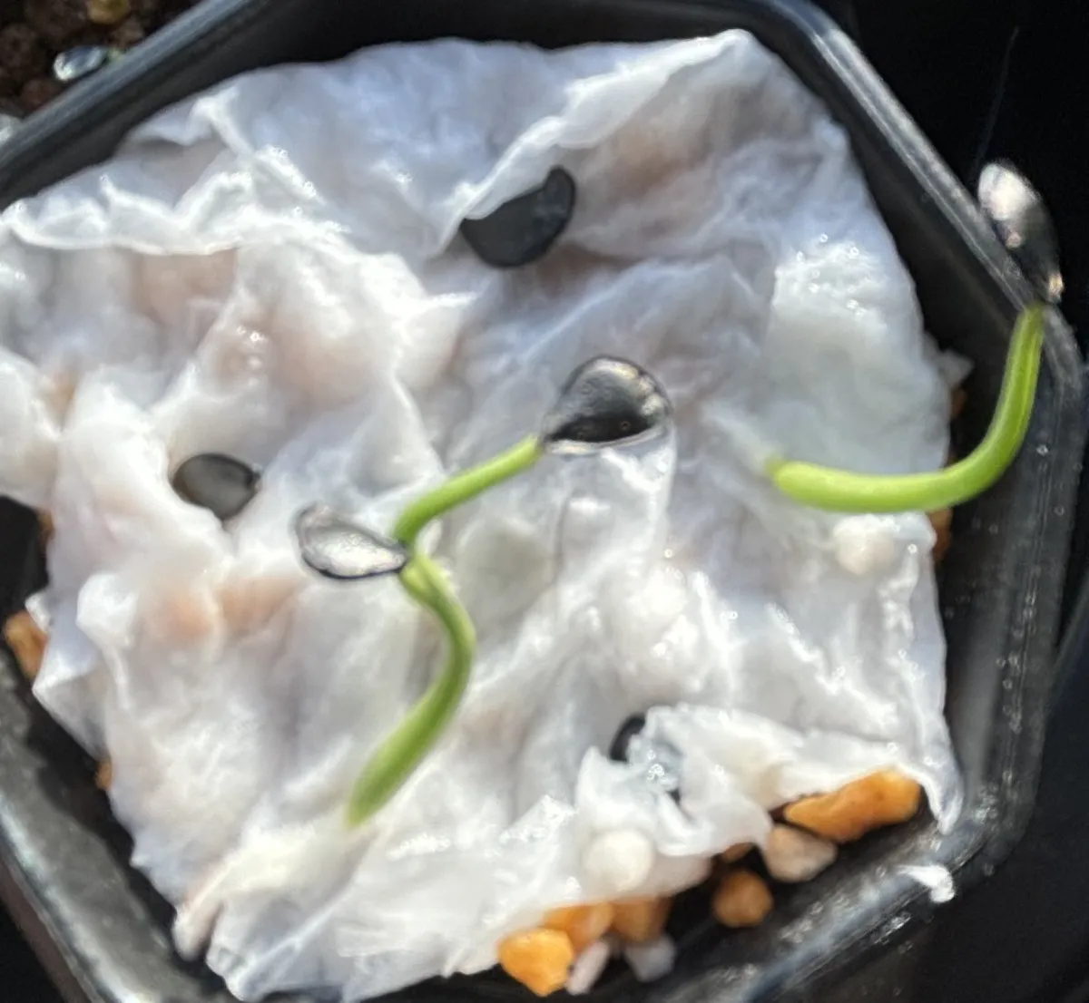 Agave sobria subsp. roseana (アガベ ソブリア ロゼアナ)