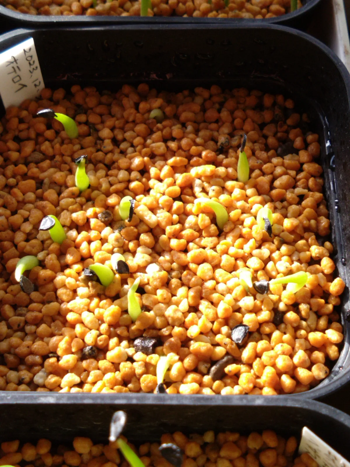 Agave oteroi (アガベ オテロイ)