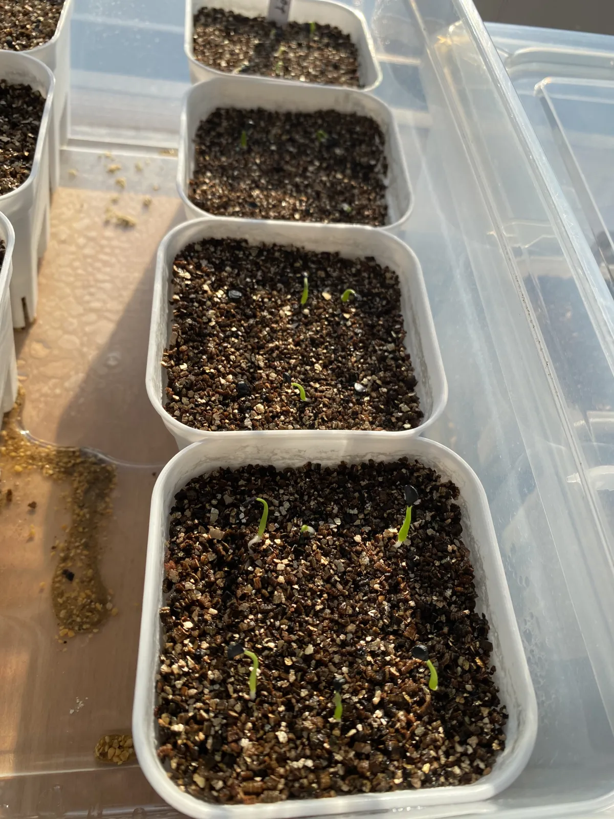 Agave utahensis var. eborispina (アガベ エボリスピナ)