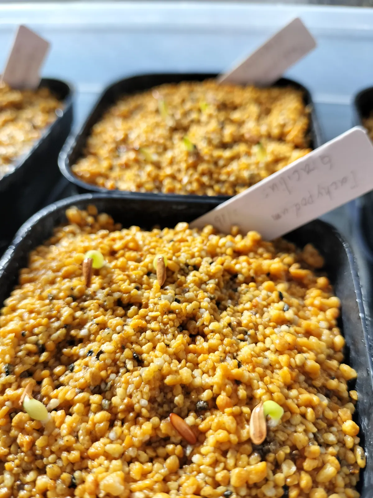 Pachypodium rosulatum var. gracilius (パキポディウム グラキリス)