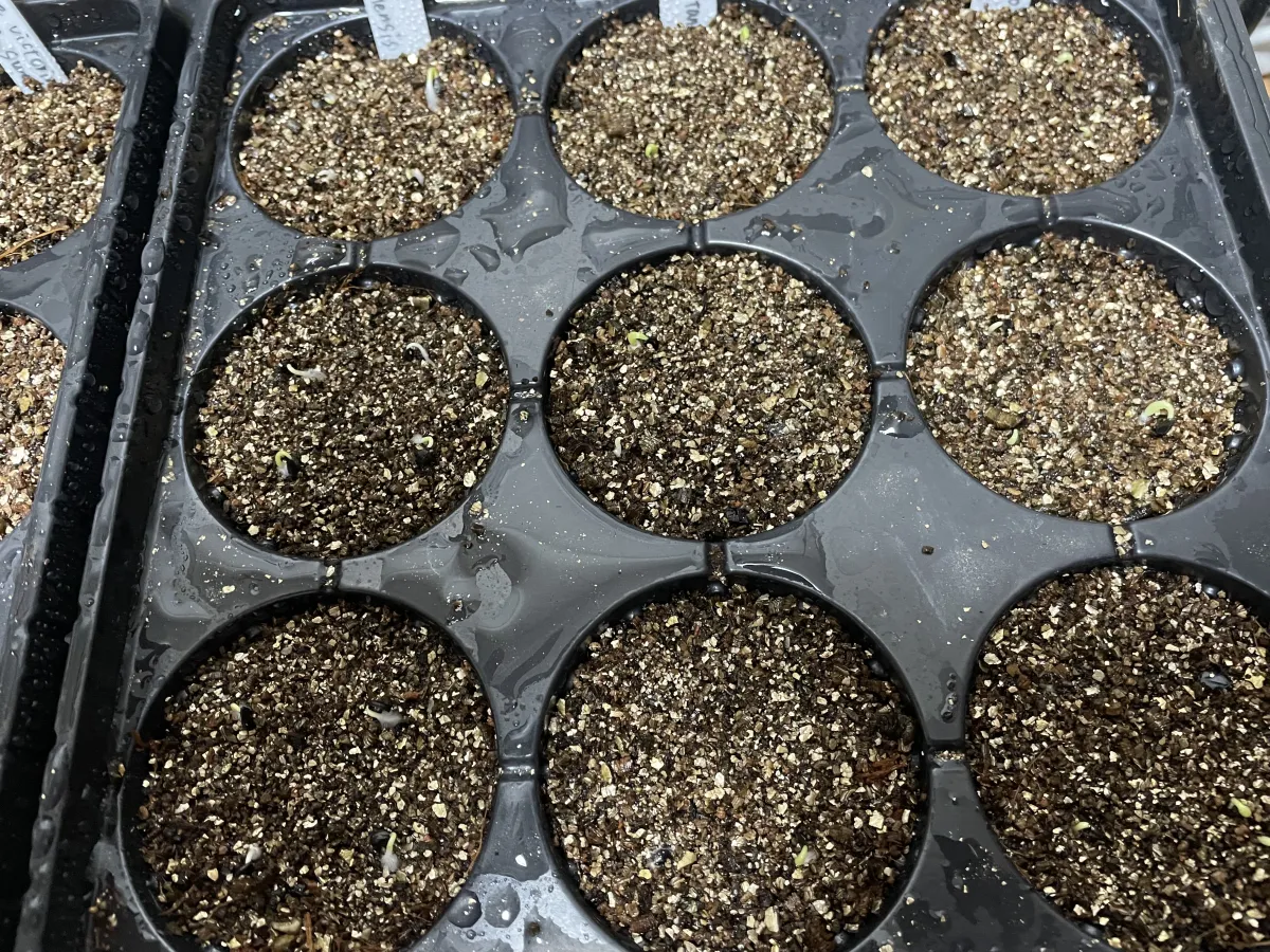 Agave utahensis var. eborispina (アガベ エボリスピナ)