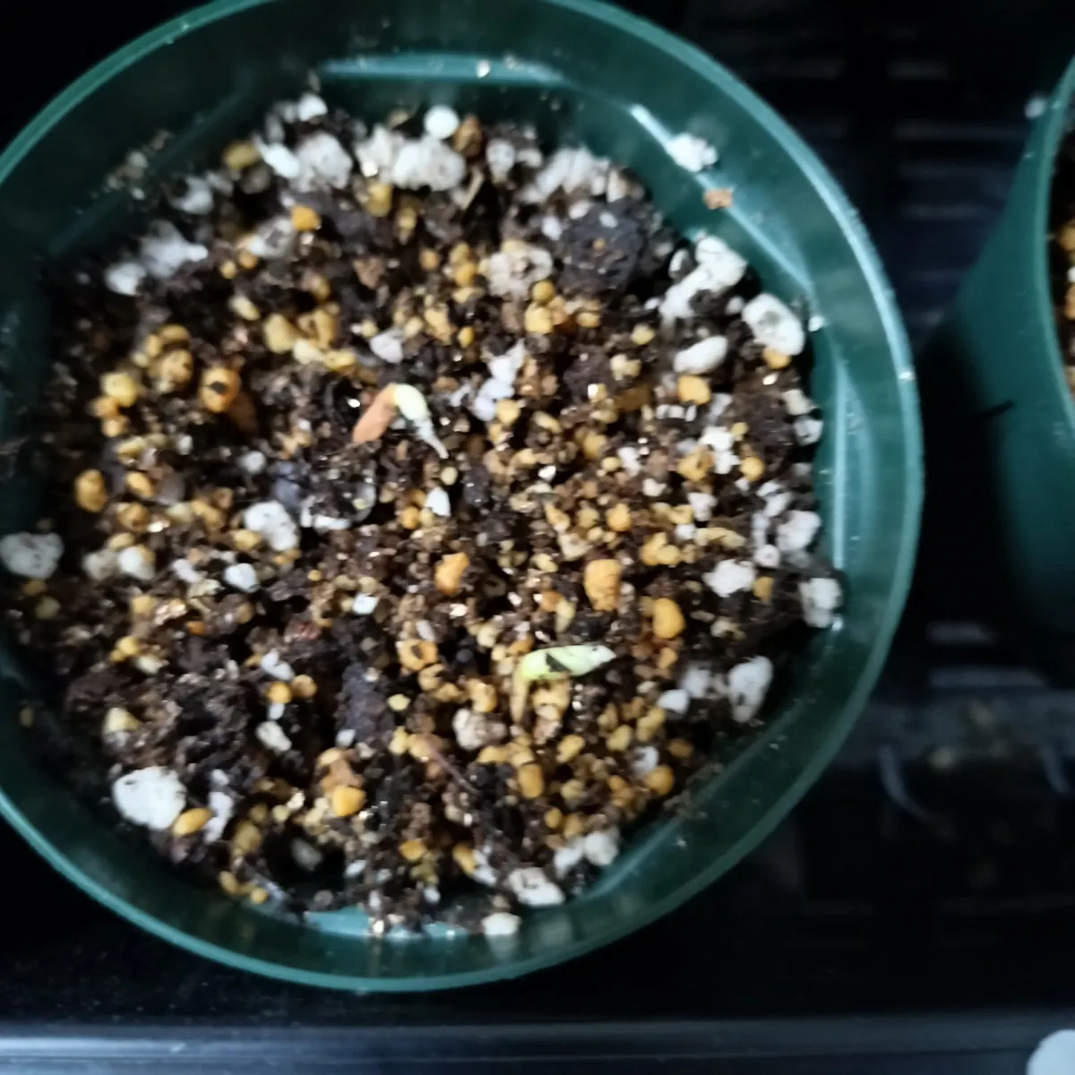 Pachypodium rosulatum var. gracilius (パキポディウム グラキリス)