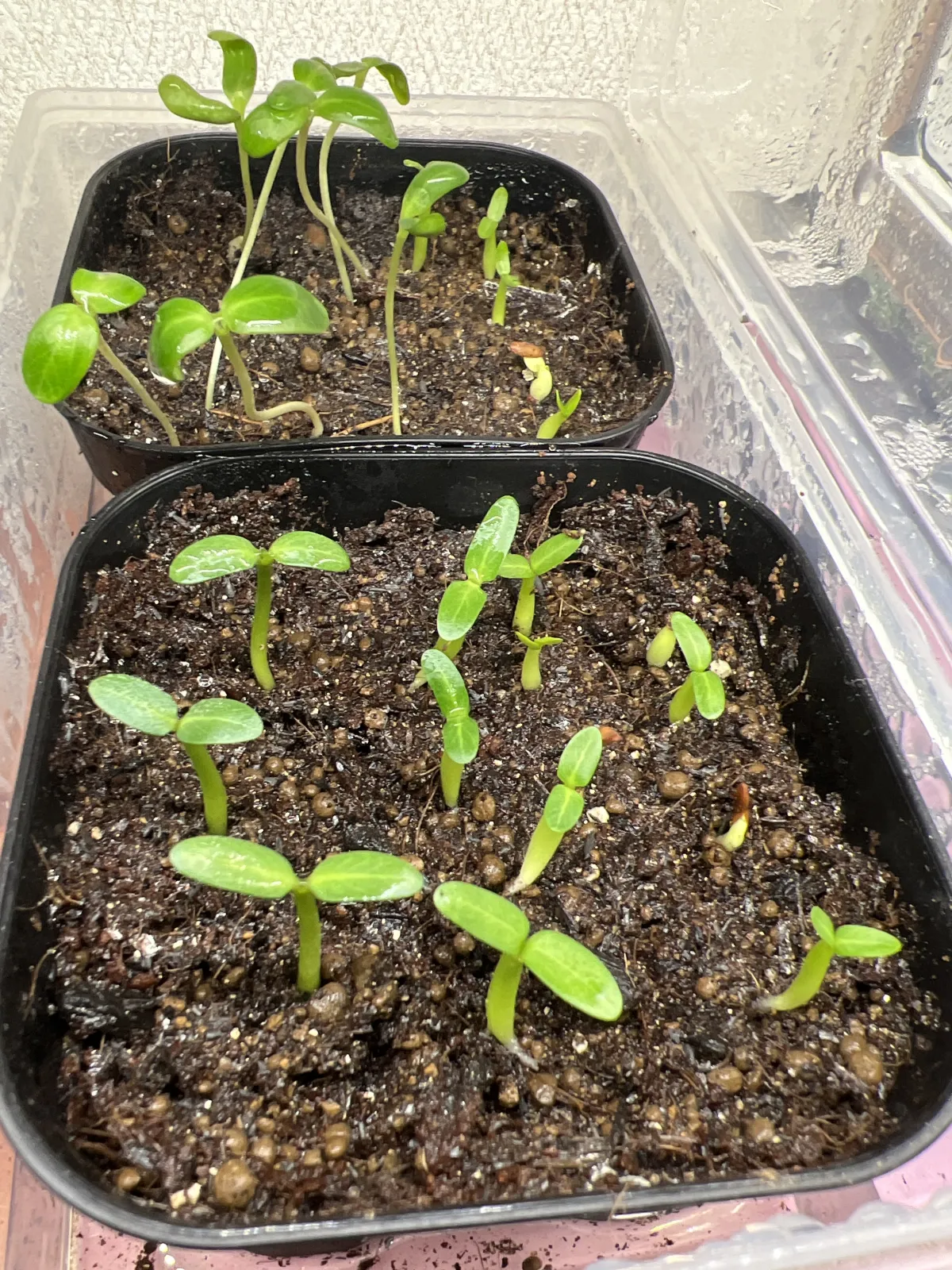 Pachypodium rosulatum var. gracilius (パキポディウム グラキリス)