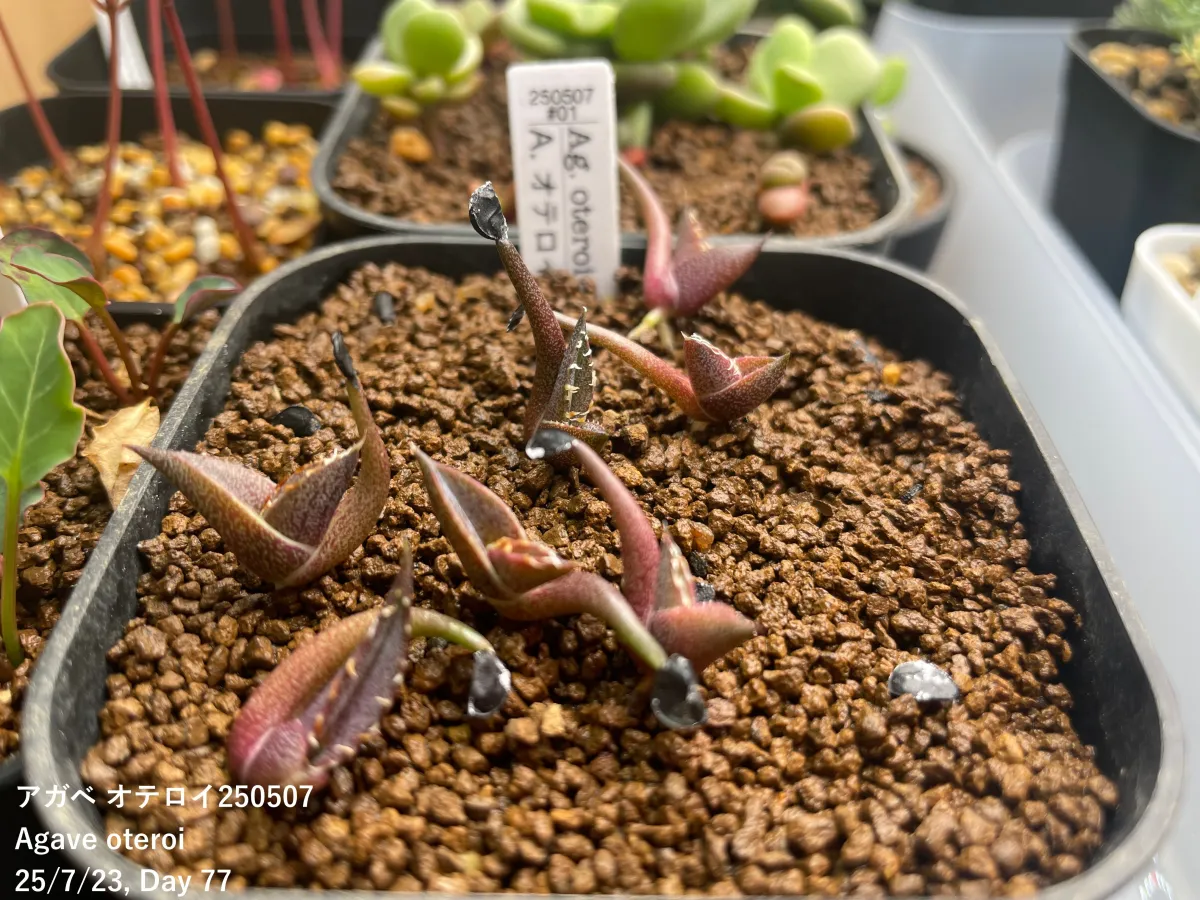 Agave oteroi (アガベ オテロイ)