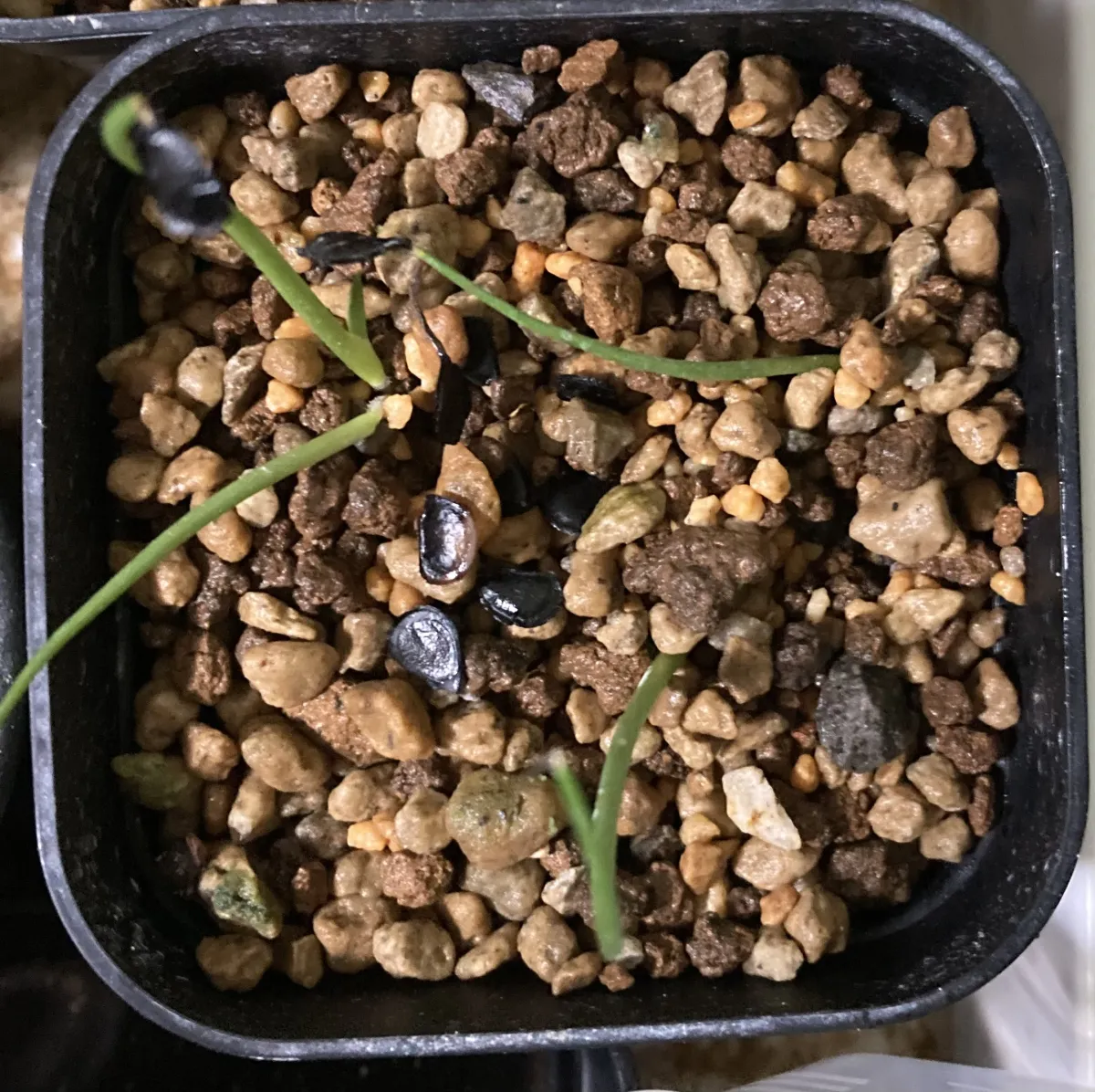 Agave wocomahi (アガベ ワコマヒー)