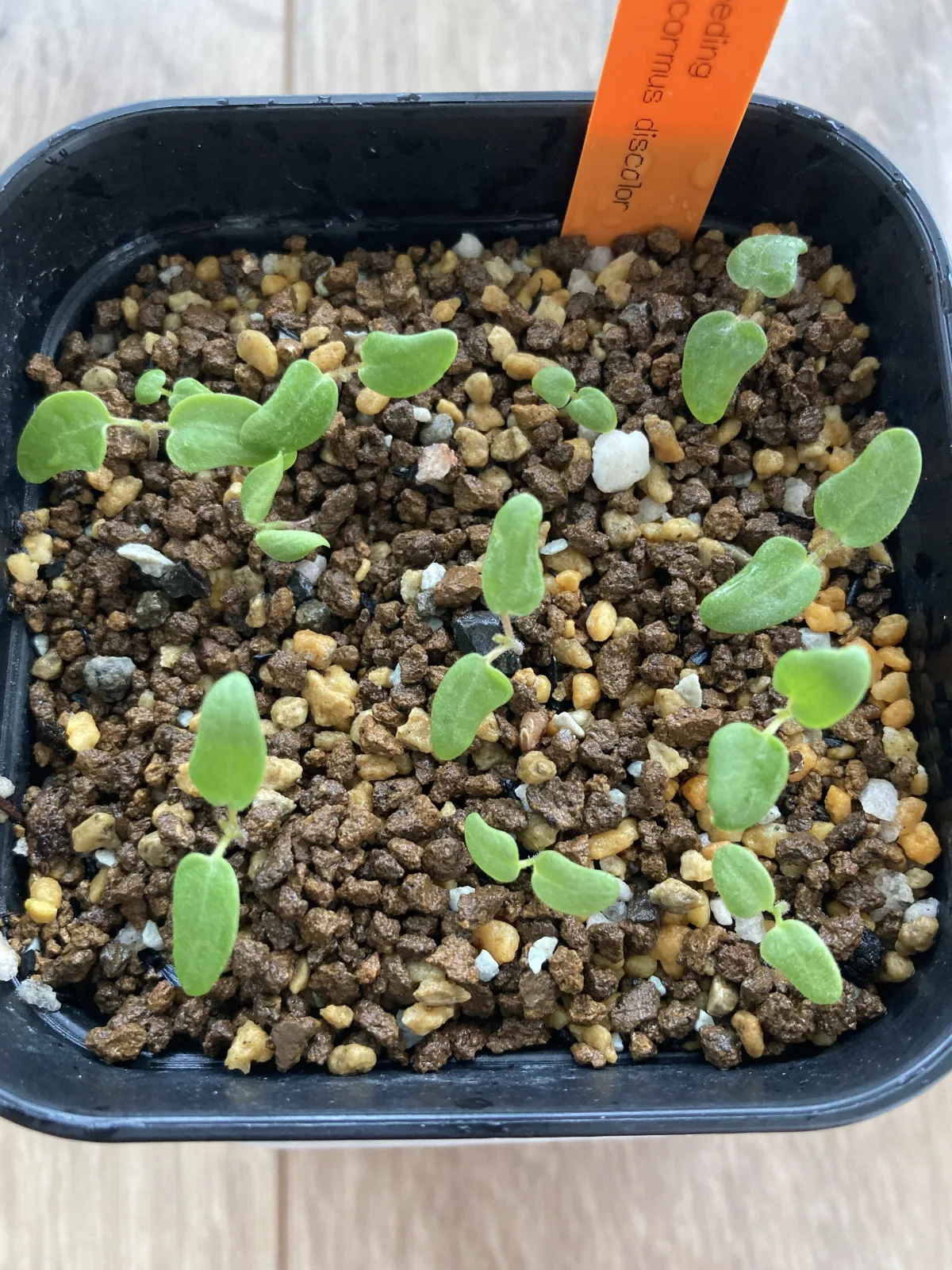 Pachycormus discolor (パキコルムス ディスカラー)