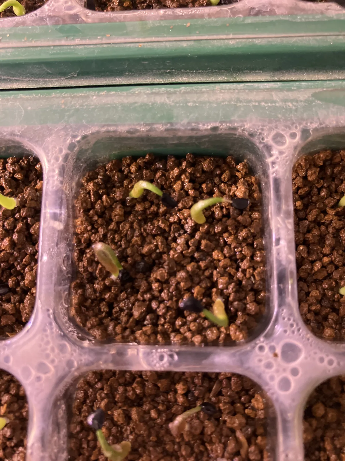 Agave megalodonta (アガベ メガロドンタ)