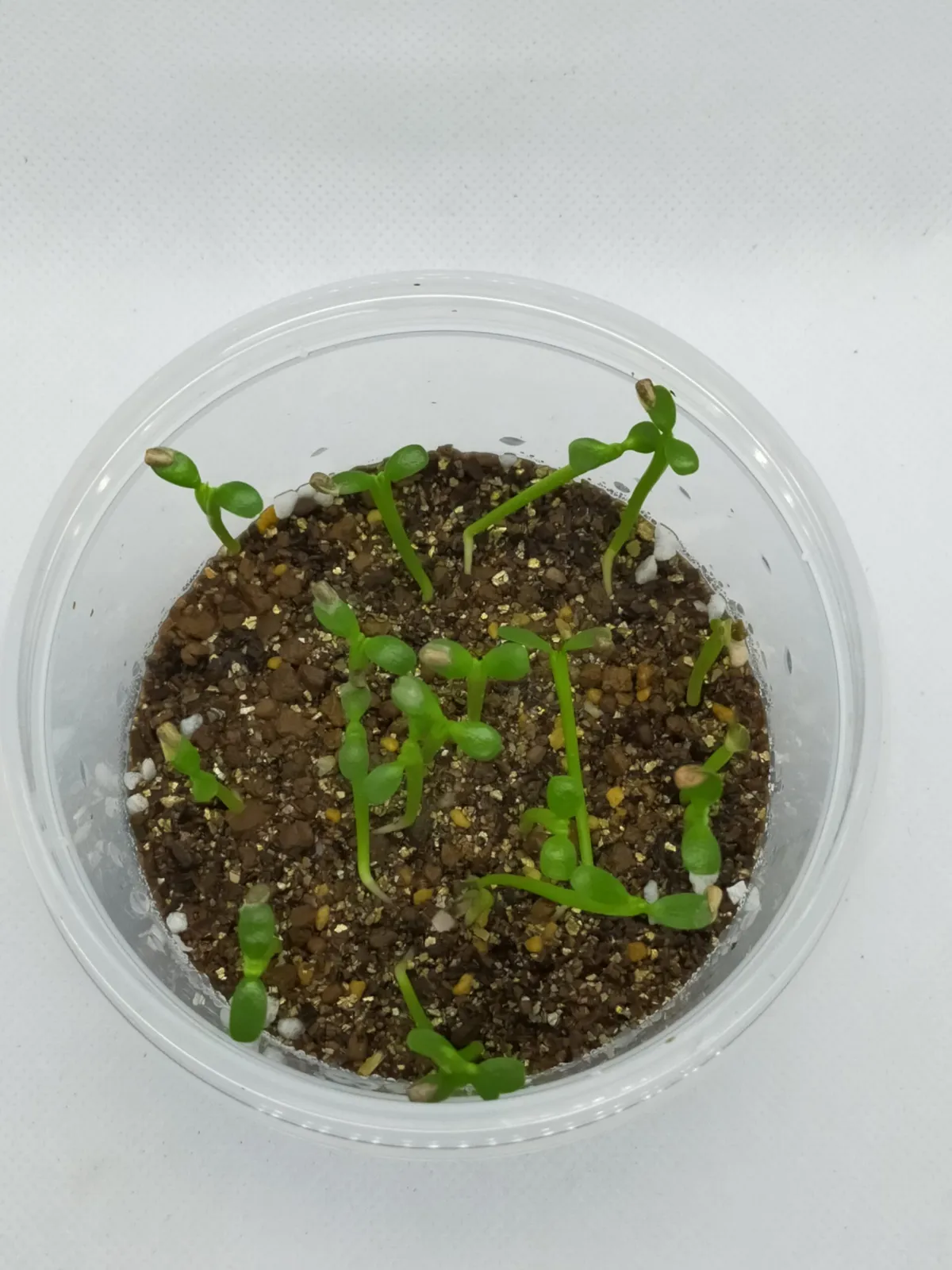 Euphorbia inermis var. huttonae (ユーフォルビア イネルミス 九頭竜)