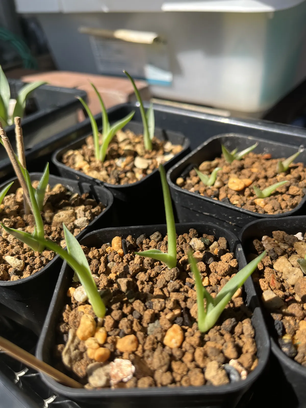 Agave parryi var. truncata (アガベ パリー トランカータ)