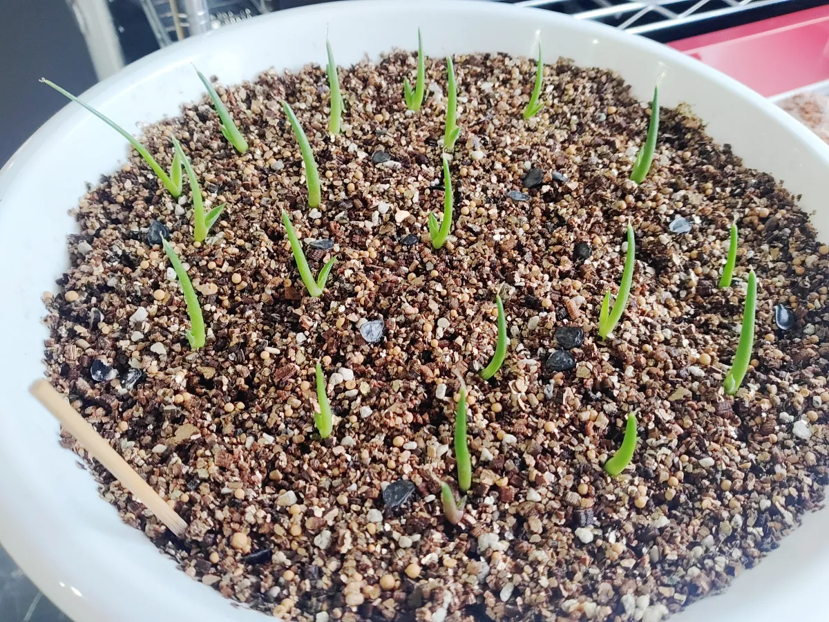 Agave parryi var. truncata (アガベ パリー トランカータ)