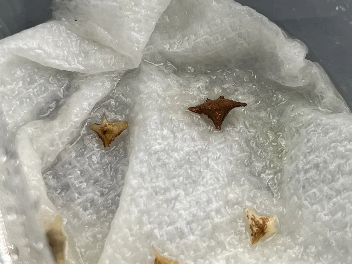 Boswellia neglecta (ボスウェリア ネグレクタ)