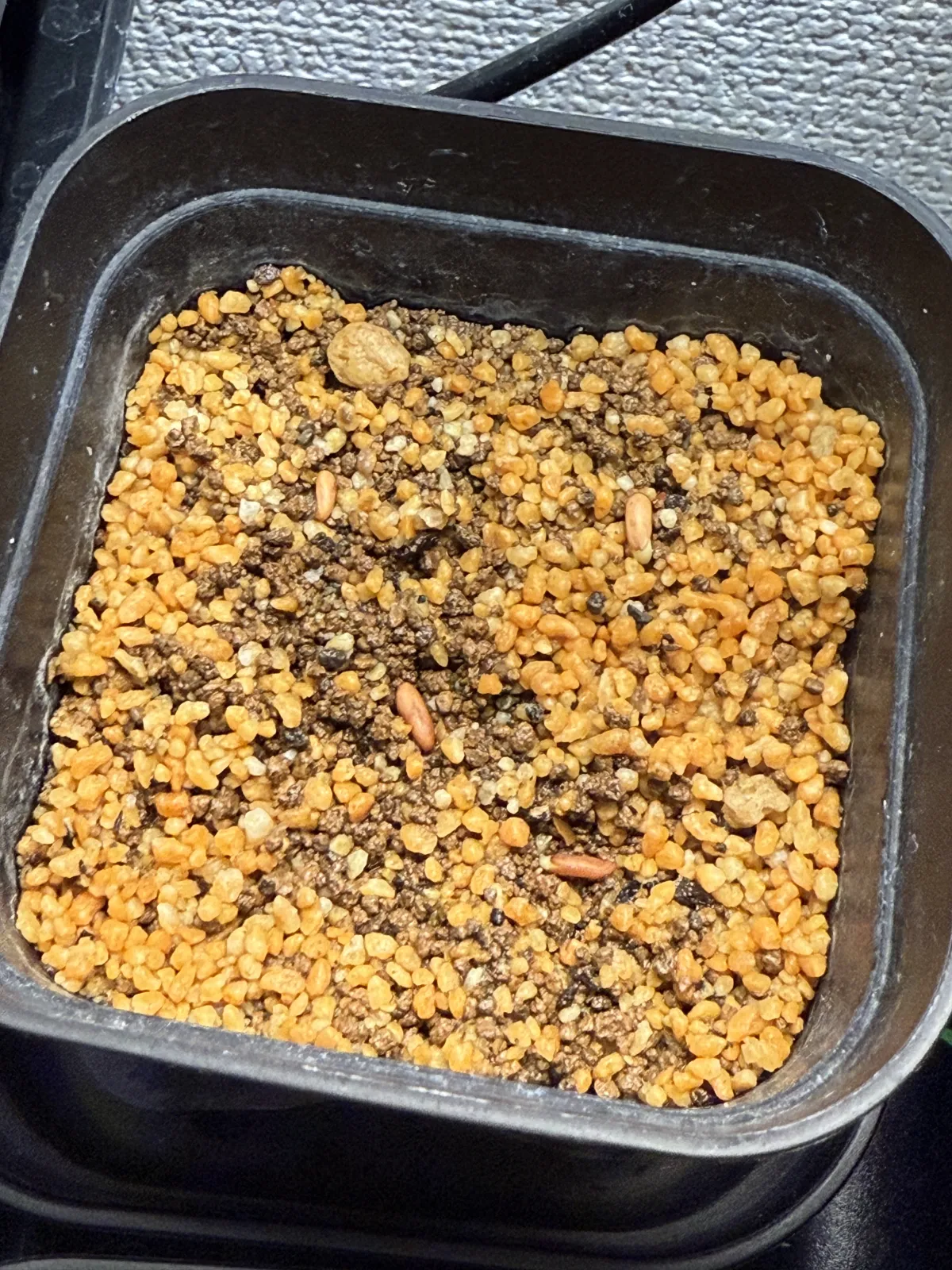 Pachypodium rosulatum var. inopinatum (パキポディウム イノピナツム)