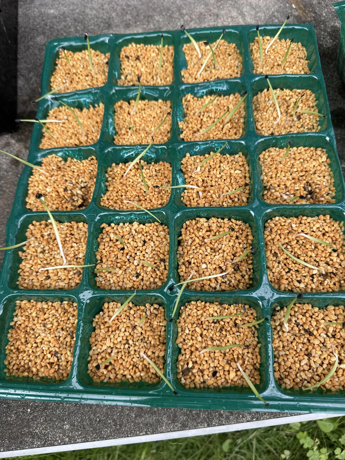 Agave horrida ssp. horrida (アガベ ホリダ)