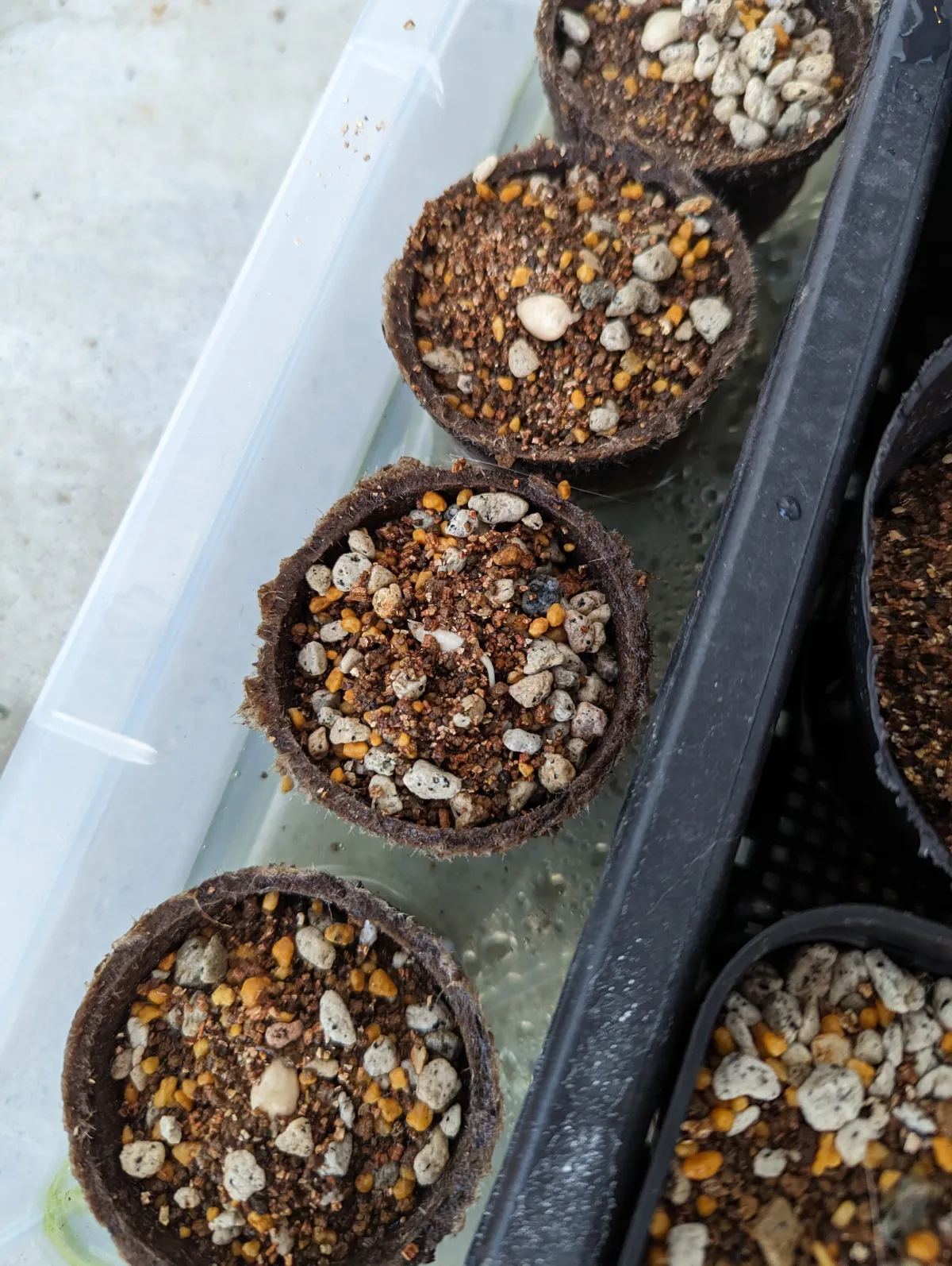 Welwitschia mirabilis (ウェルウィッチア ミラビリス 奇想天外)