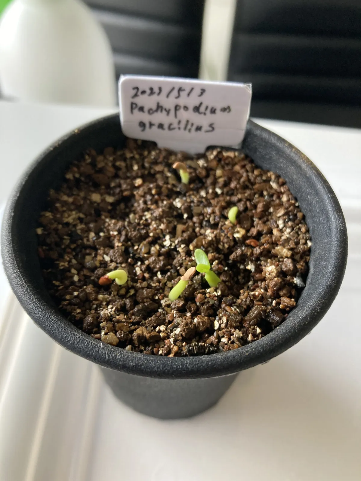 Pachypodium rosulatum var. gracilius (パキポディウム グラキリス)