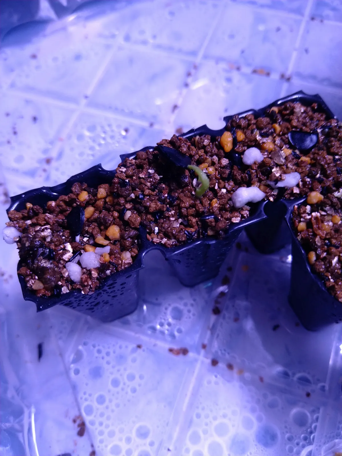 Agave isthmensis (アガベ イシスメンシス)