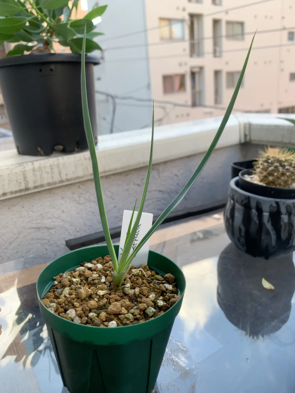 Yucca rostrata (ユッカ ロストラータ)