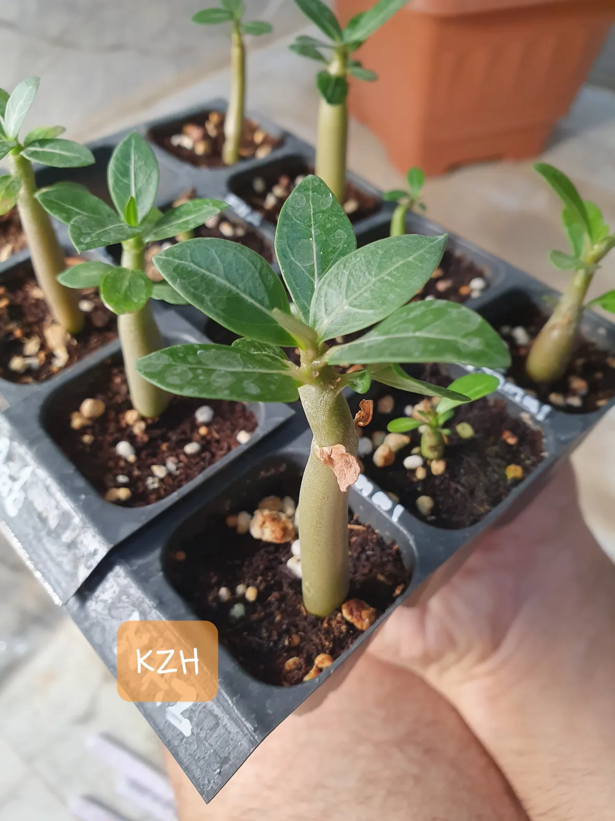 Adenium obesum thai (アデニウム タイ ソコトラナム)