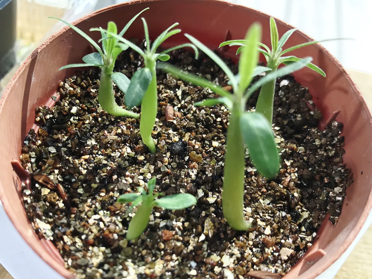 Pachypodium rosulatum var. gracilius (パキポディウム グラキリス)