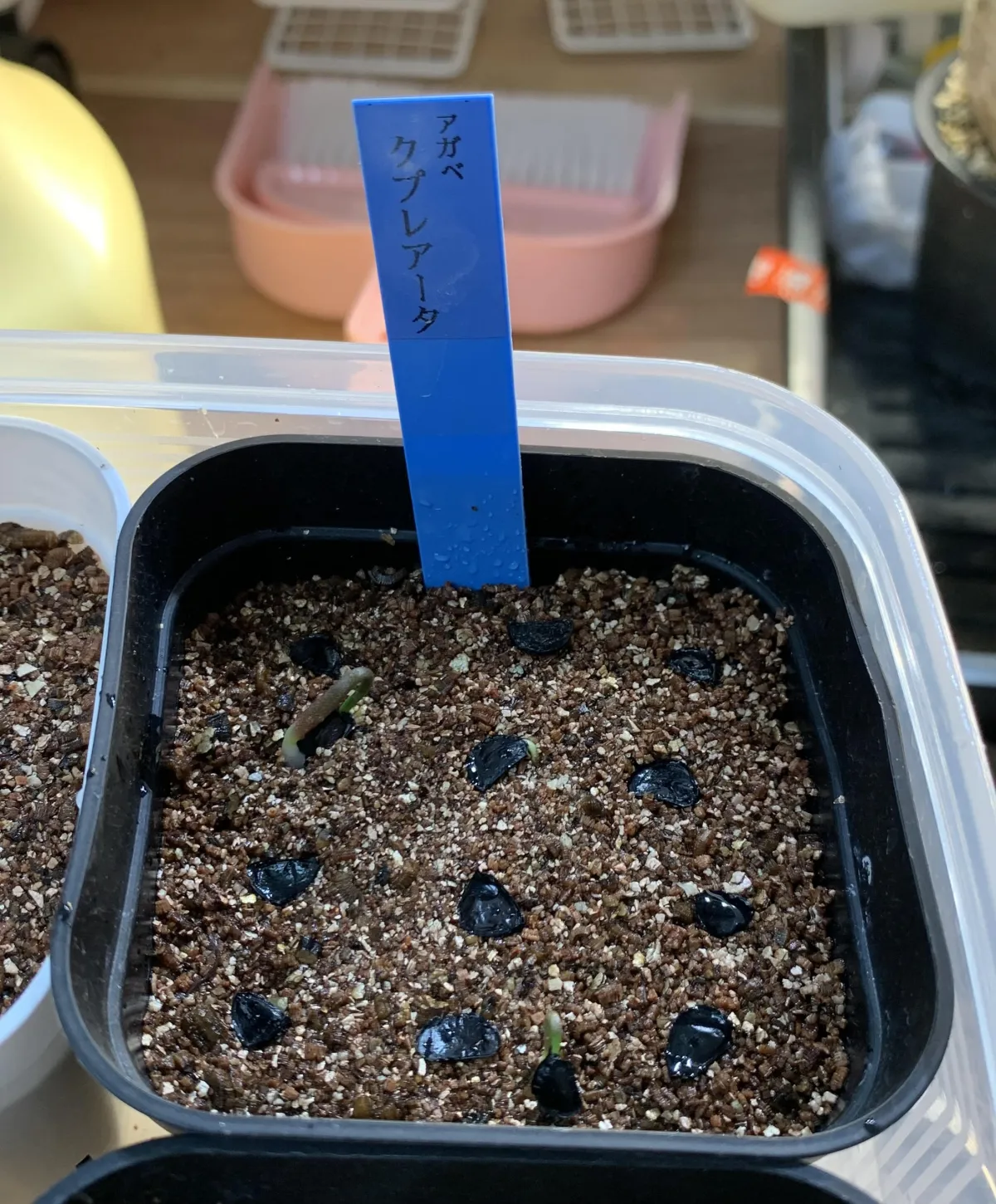 Agave cupreata (アガベ クプレアータ)