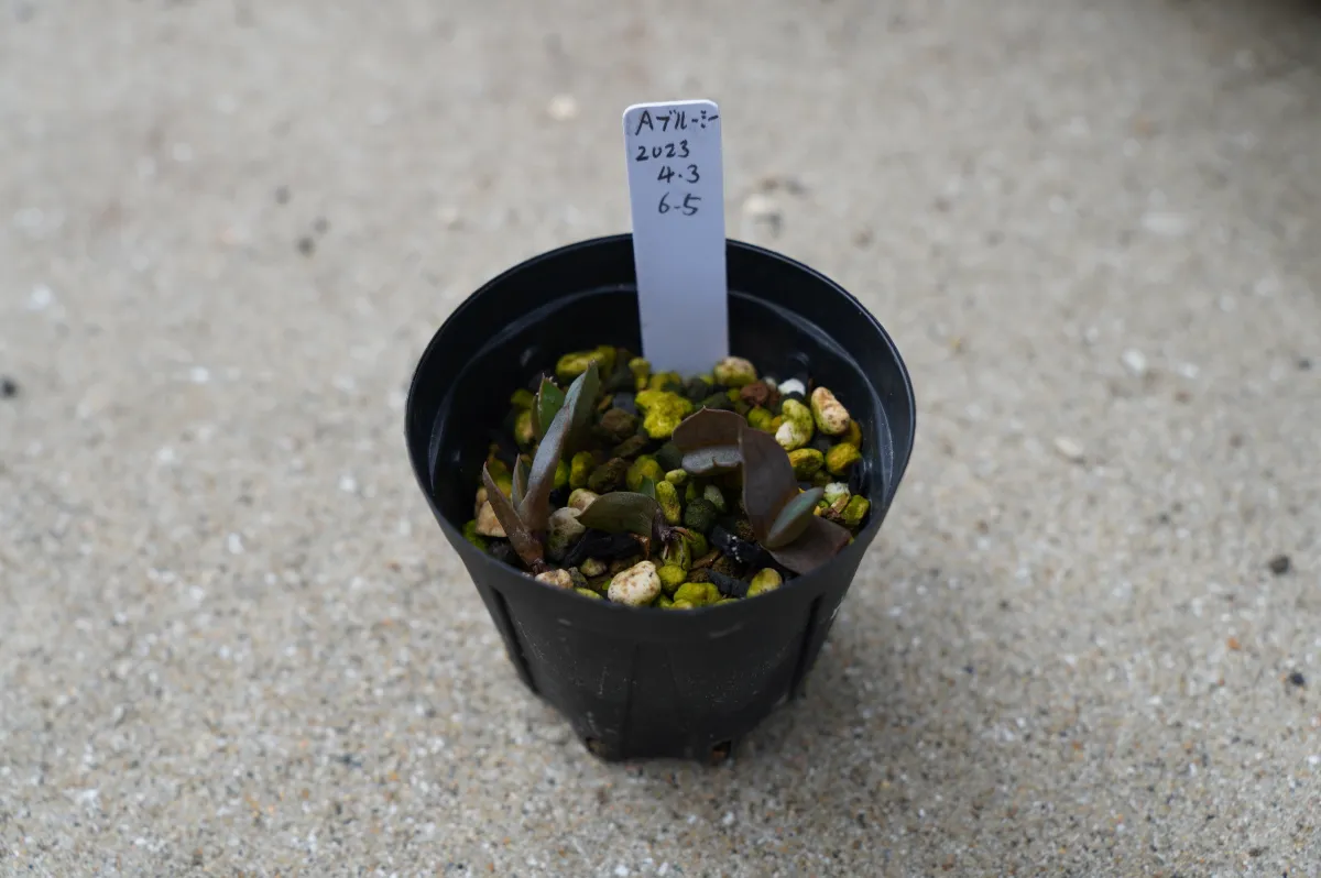 Aloe broomii (アロエ ブルーミー)