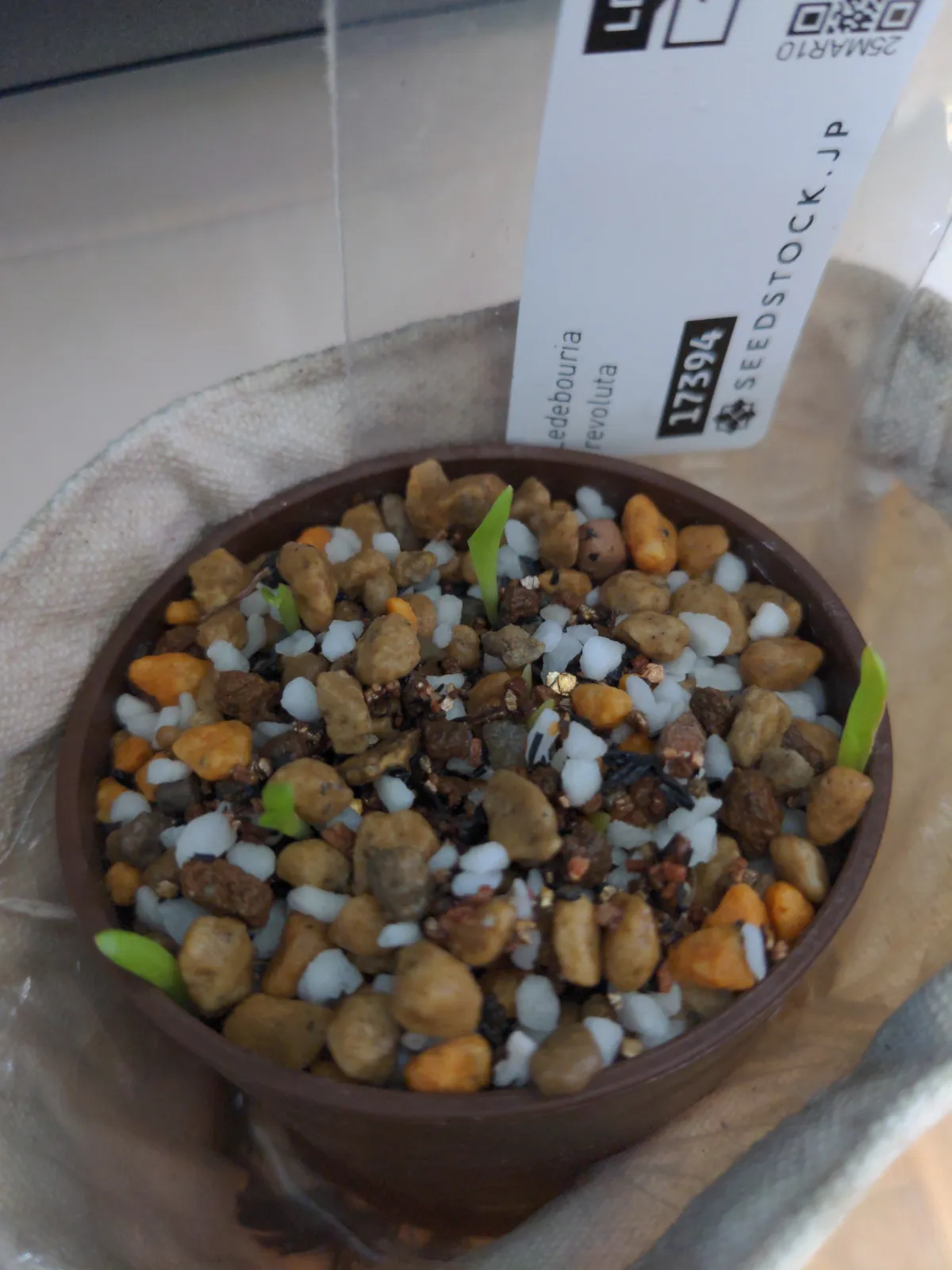 Ledebouria revoluta (レデボウリア レボルタ)