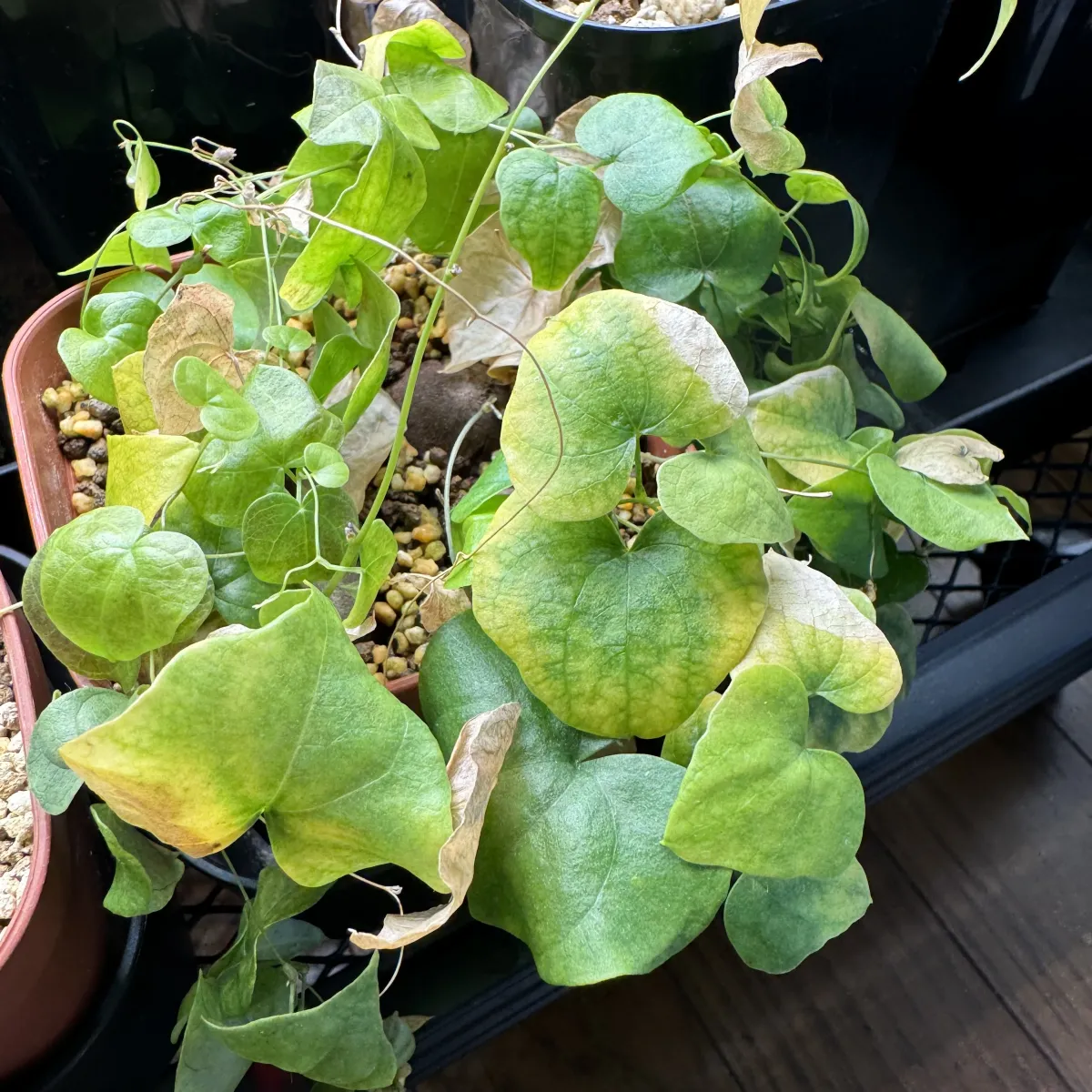 Dioscorea elephantipes (ディオスコレア エレファンティペス アフリカ亀甲竜)