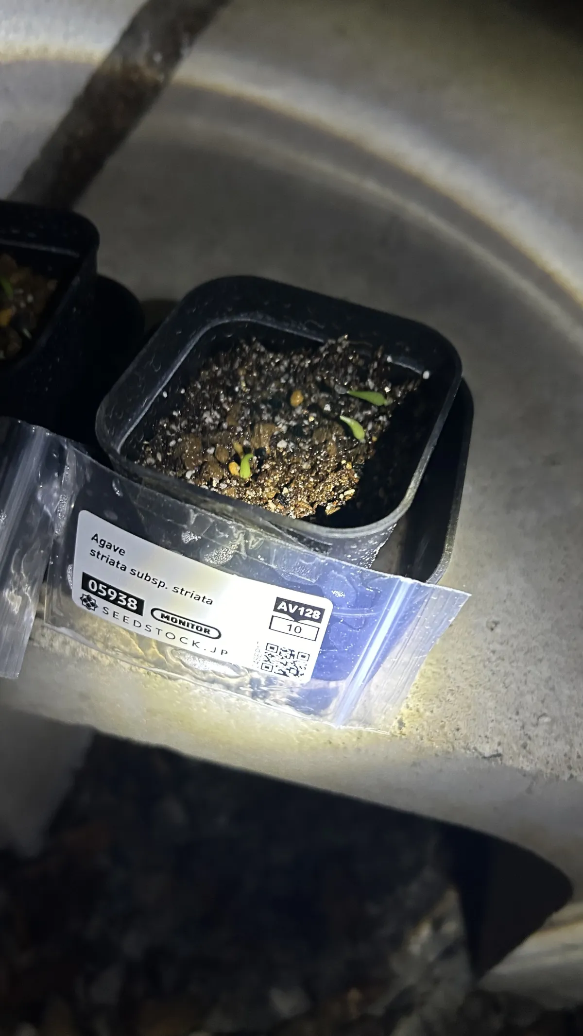 Agave striata subsp. striata (アガベ ストリアータ)