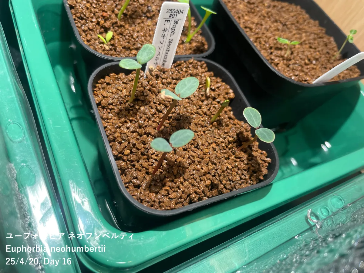 Euphorbia neohumbertii (ユーフォルビア ネオフンベルティ)